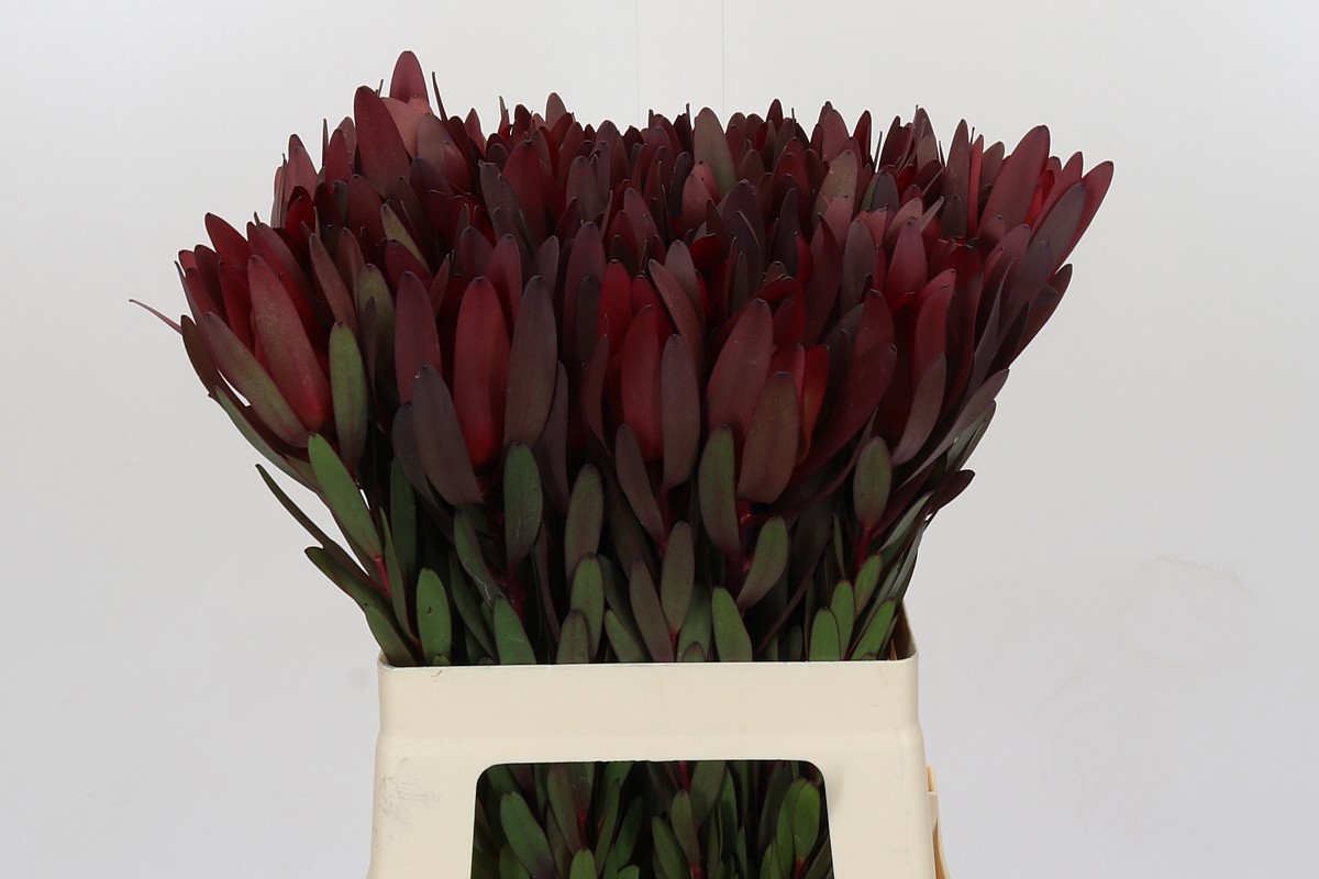 Леукадендрон Сафари Сансет 60 (красн.), шт.