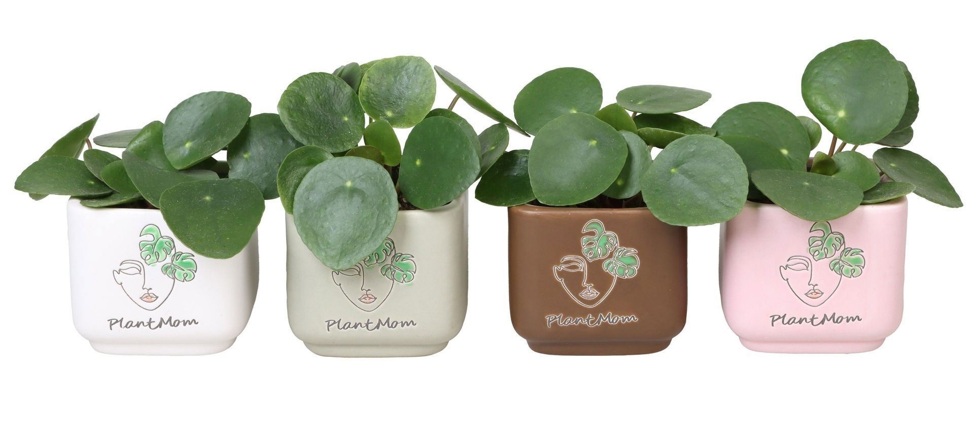 L 67110 With Pilea Peperomides 6 cm, D 6