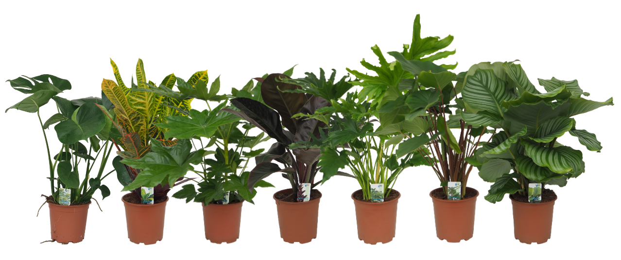 Mix 8 ( Monstera, Croton, Fatsia Japonica, Philo Imp. Red / Lickety Split, Homalomena Maggy, Calathea Orbifolia), D 19