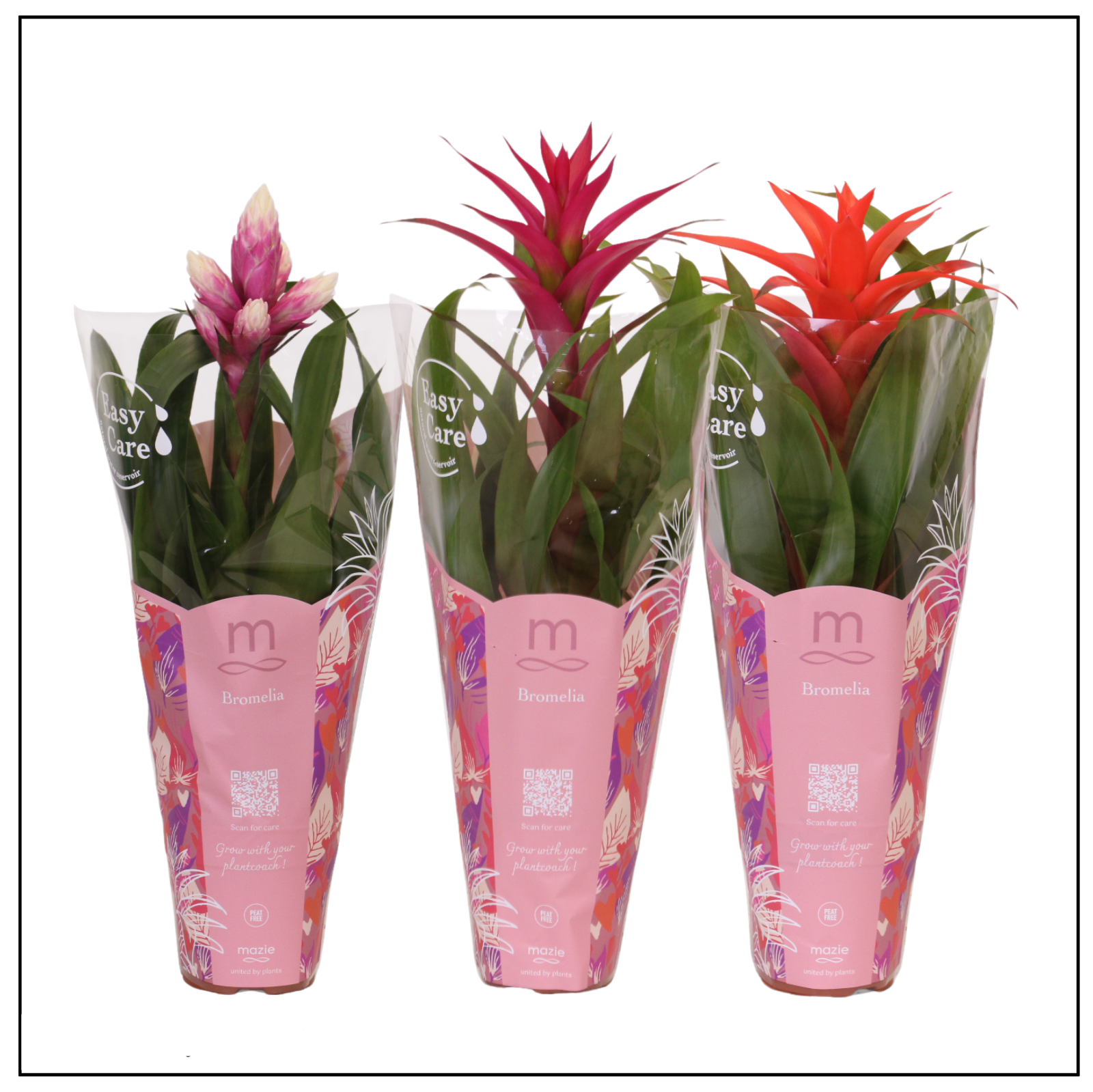 Guzmania Pink Mix - 12cm | Mazie, D 12