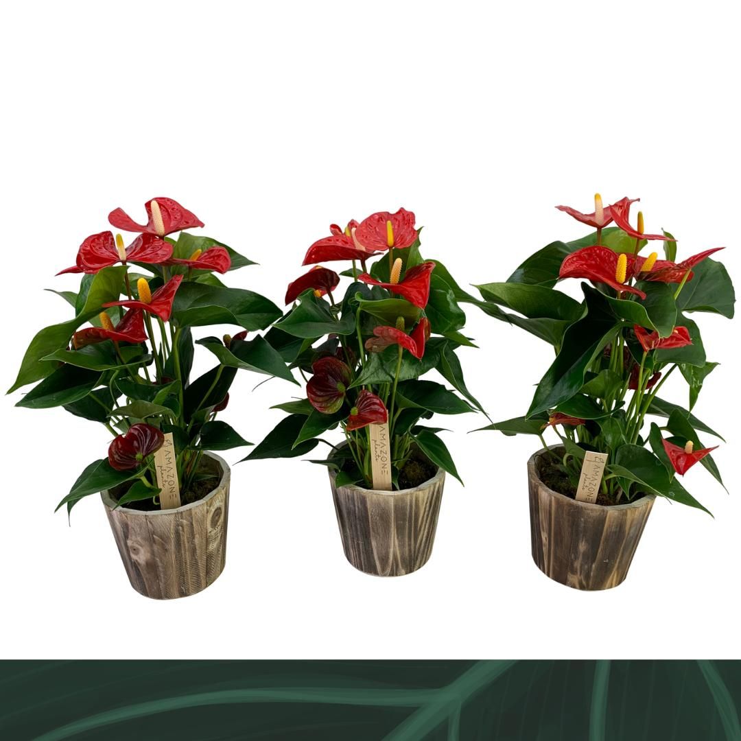 Anthurium Aristo 12cm houtpot, D 12