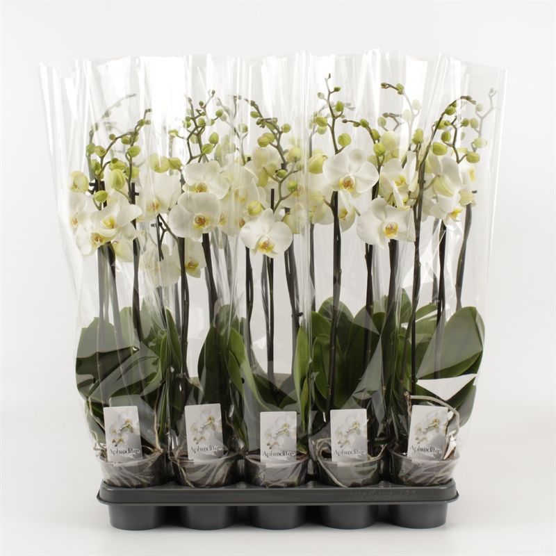 Phalaenopsis overig wit 3 Tak Wit, D 12