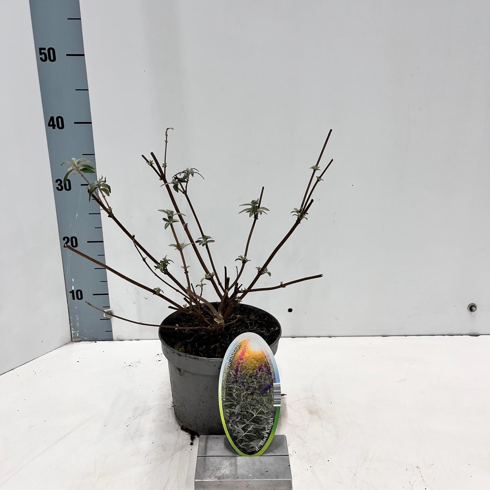 Buddleja dav. 'Black Knight', D 17