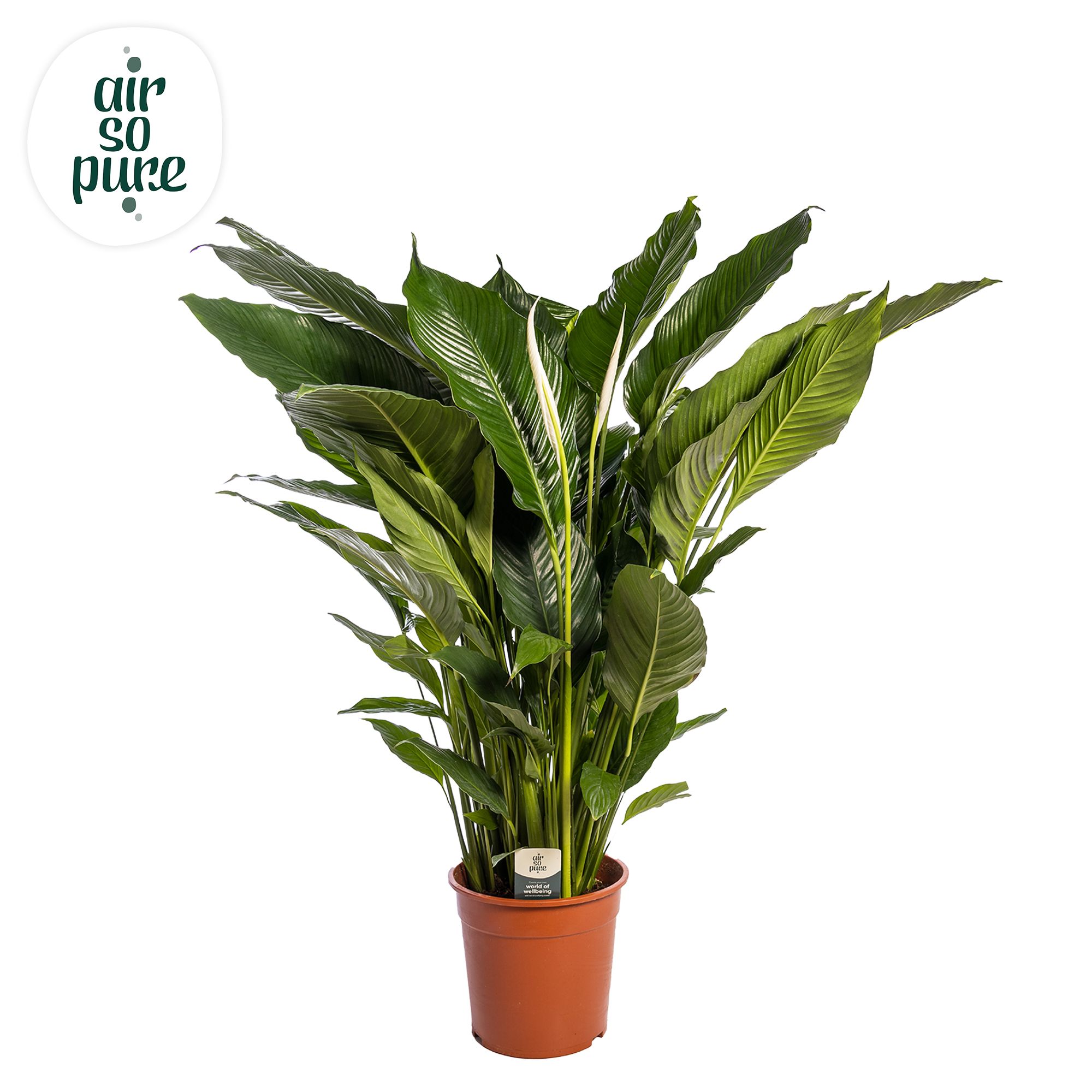 Spathiphyllum 'Sweet Sebastiano' ASP, D 24