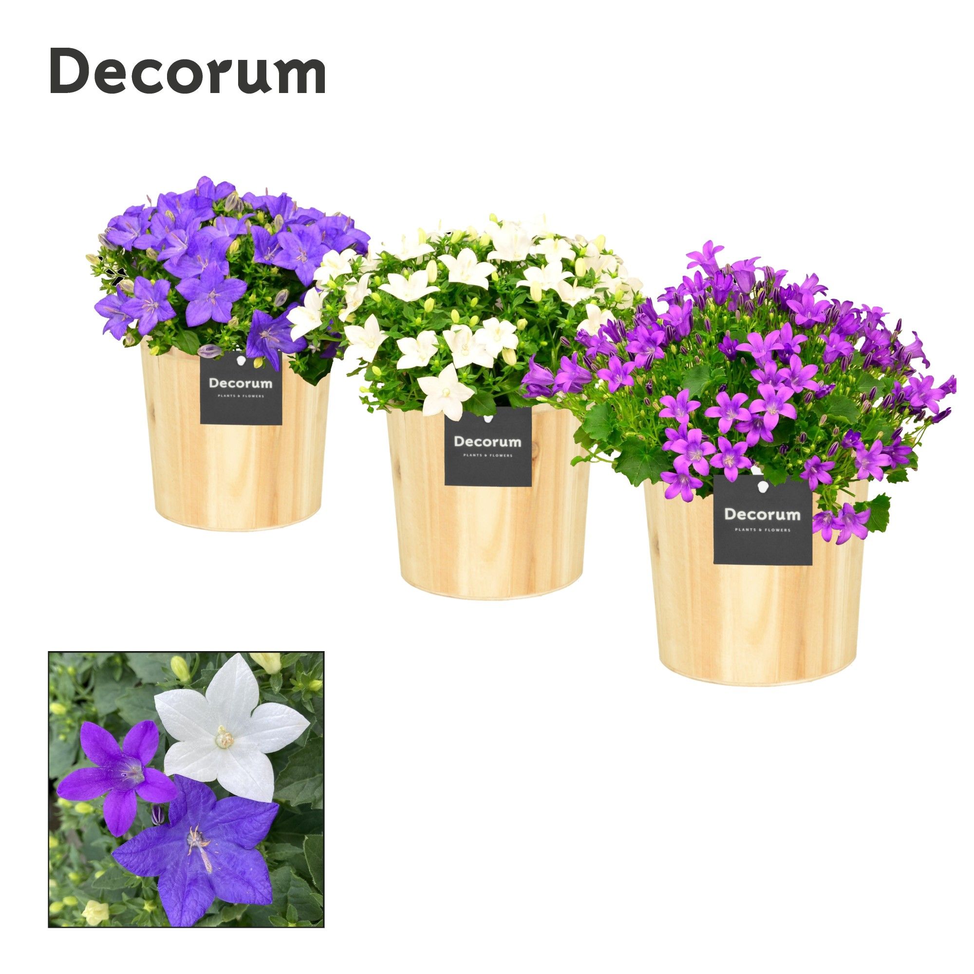 Campanula Mix Decorum Wood, D 14