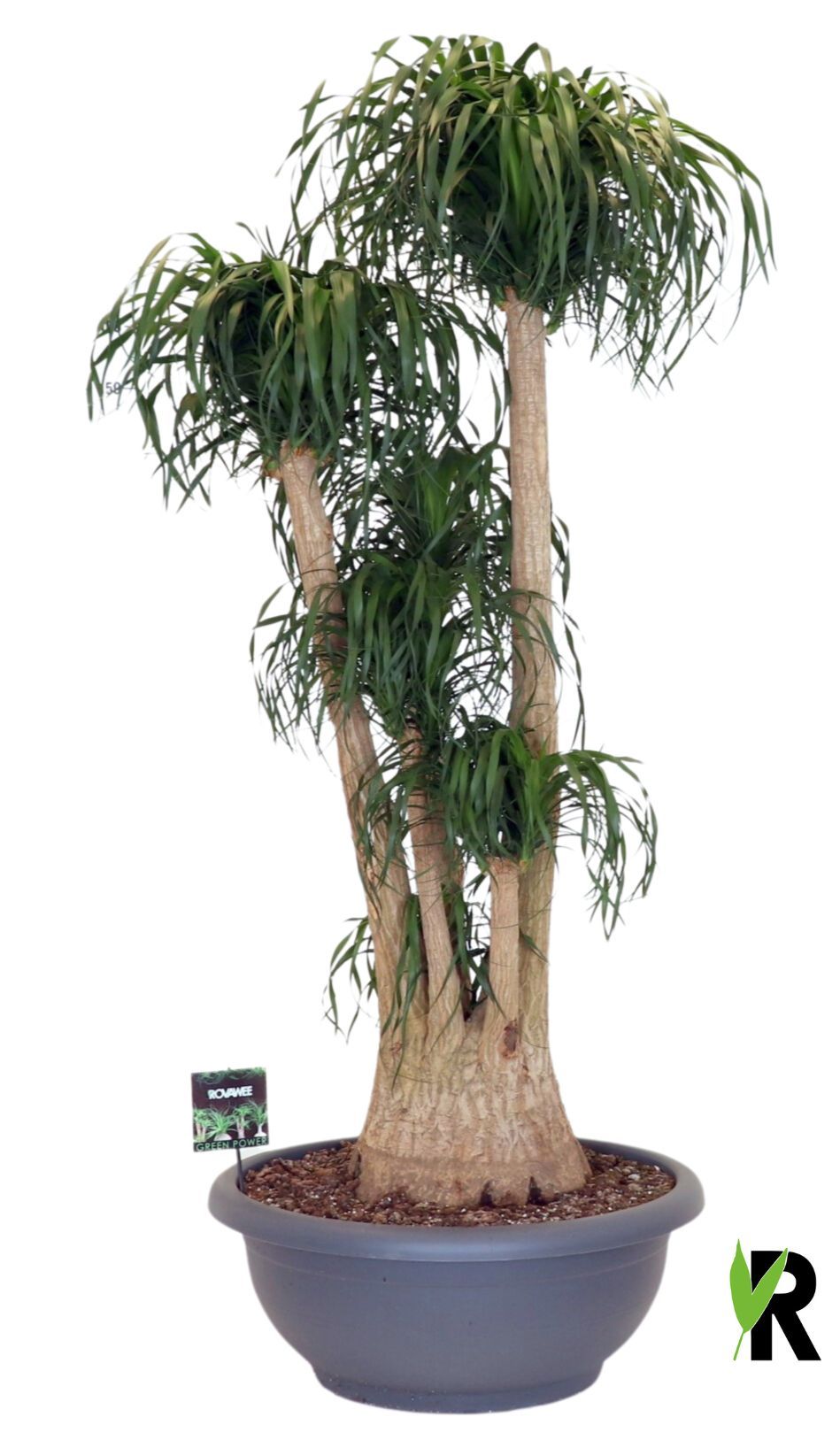 Beaucarnea rec. vertakt ** 3 op dubbele cc, D 75