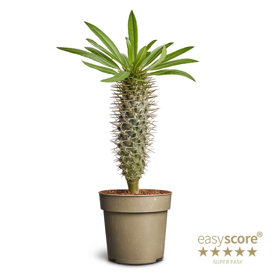 PACHYPODIUM LAMEREI, D 11