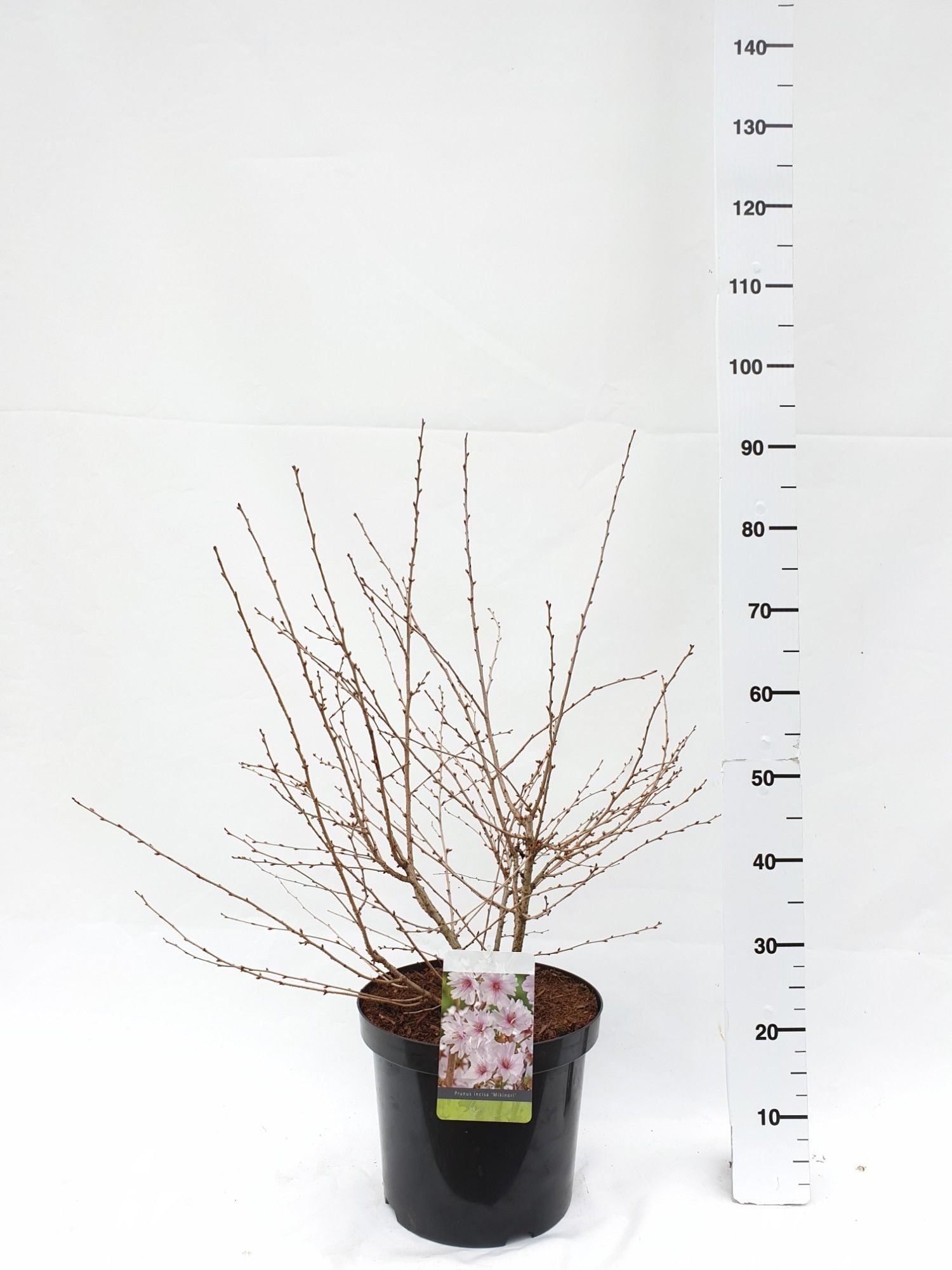 Prunus incisa 'Mikinori', D 30
