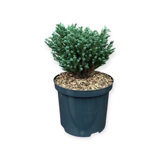 Chamaecyparis p. 'Blue Moon', D 18