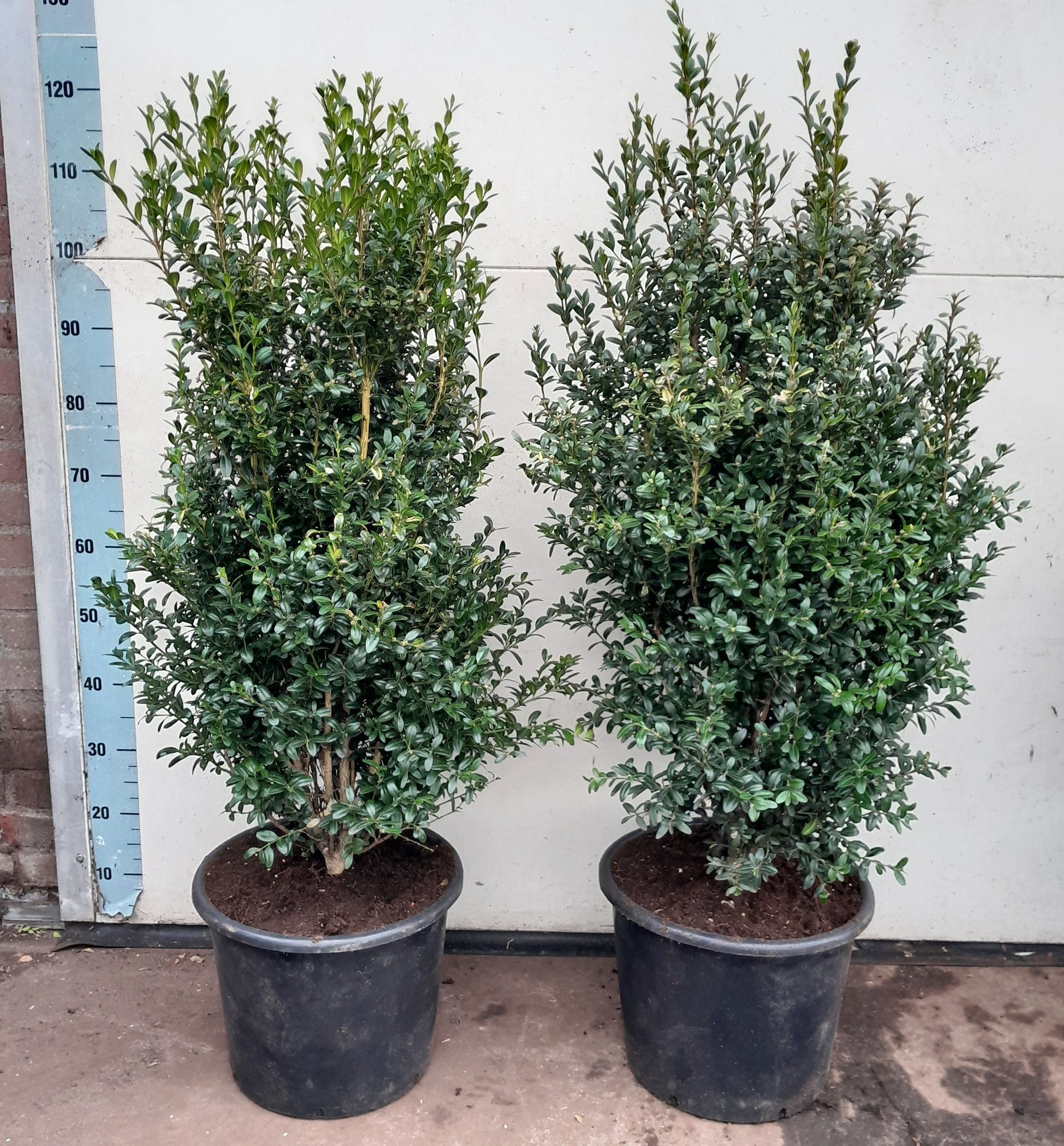 Buxus Sempervirens struik 90-100c15, D 30