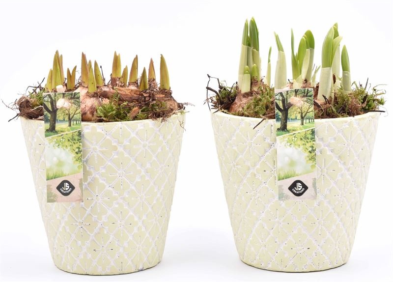 Cement bloem potje L.groen 14cm, D 12