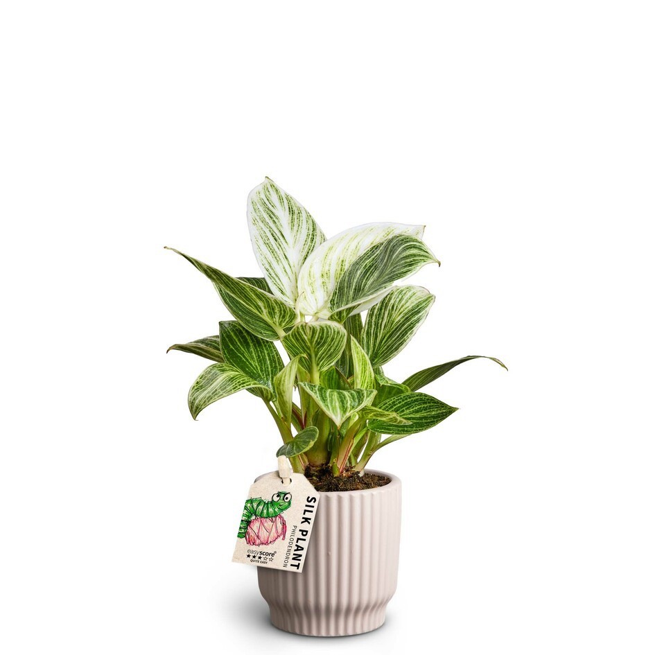 PHILODENDRON-HYBRID 'WHITE MEASURE' 40626063 Nordic L, D 7