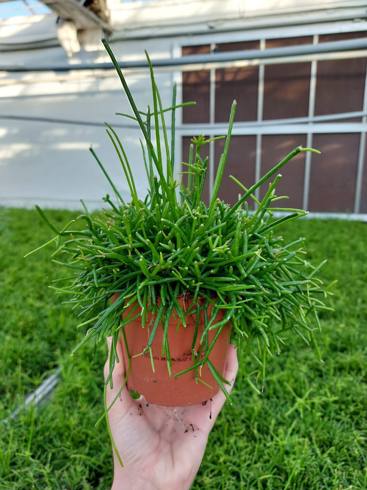 Rhipsalis Cassutha, D 12