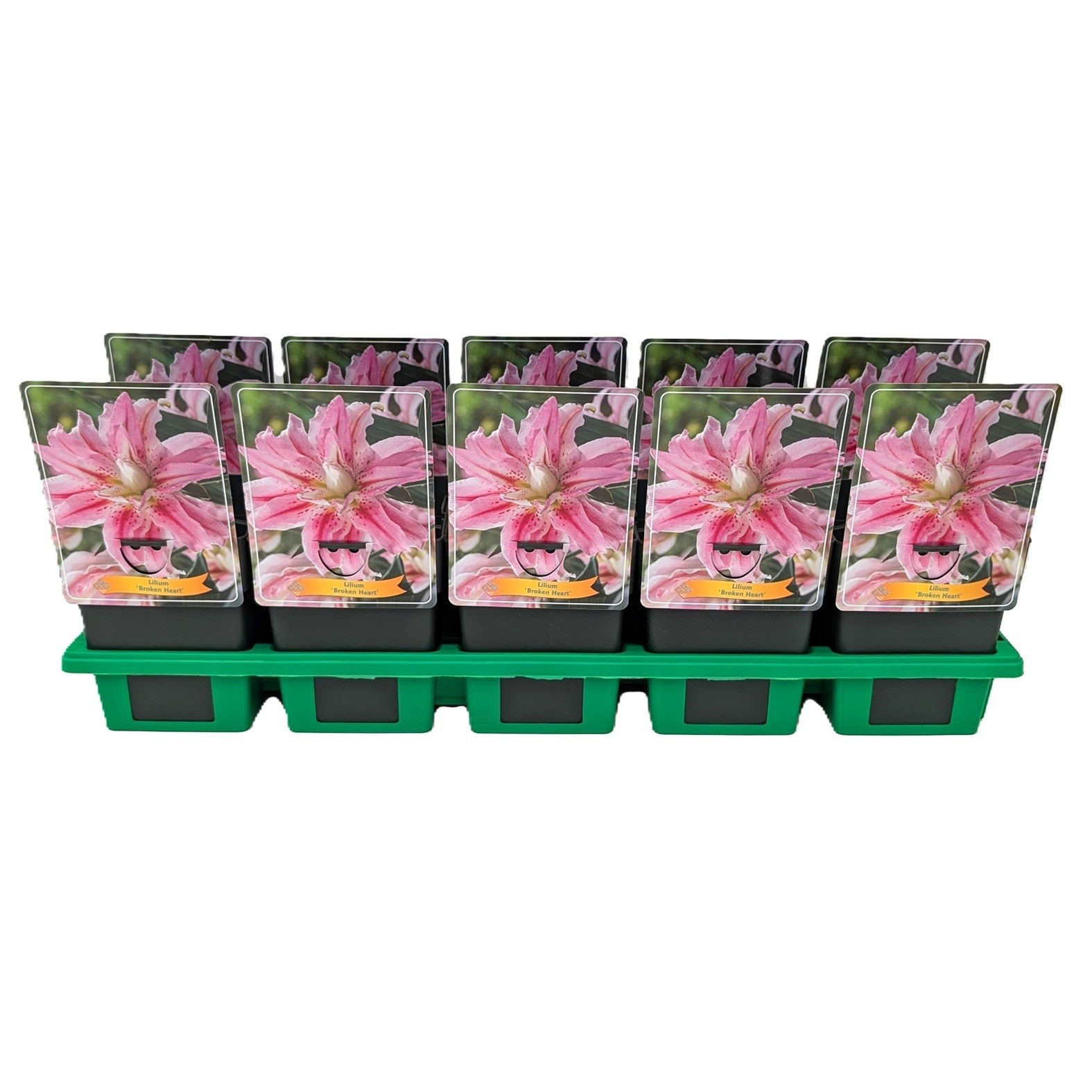 Lilium 'Broken Heart' P11, D 11