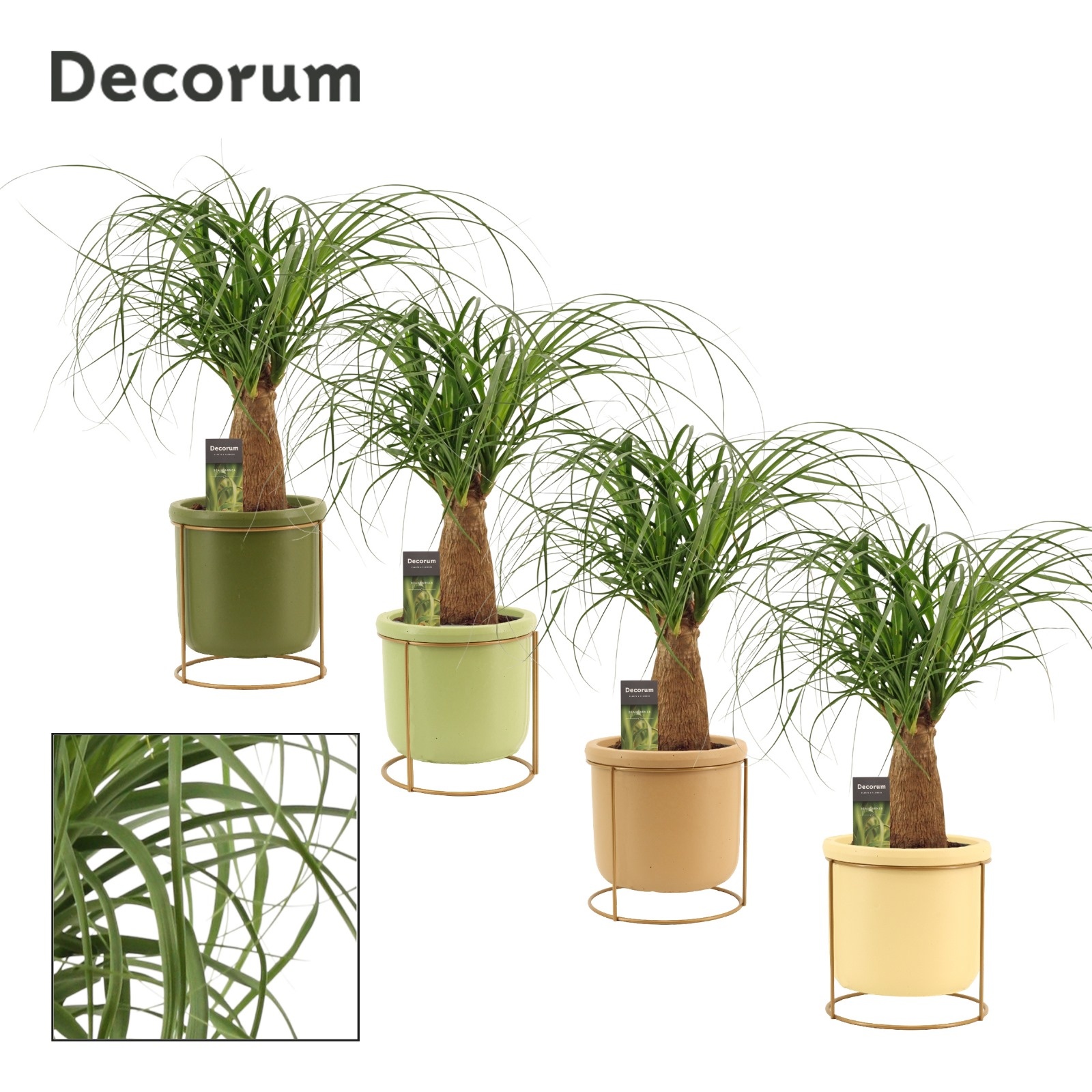 Beaucarnea Recht 12 cm in Lynn (Silent moods-collection), D 12