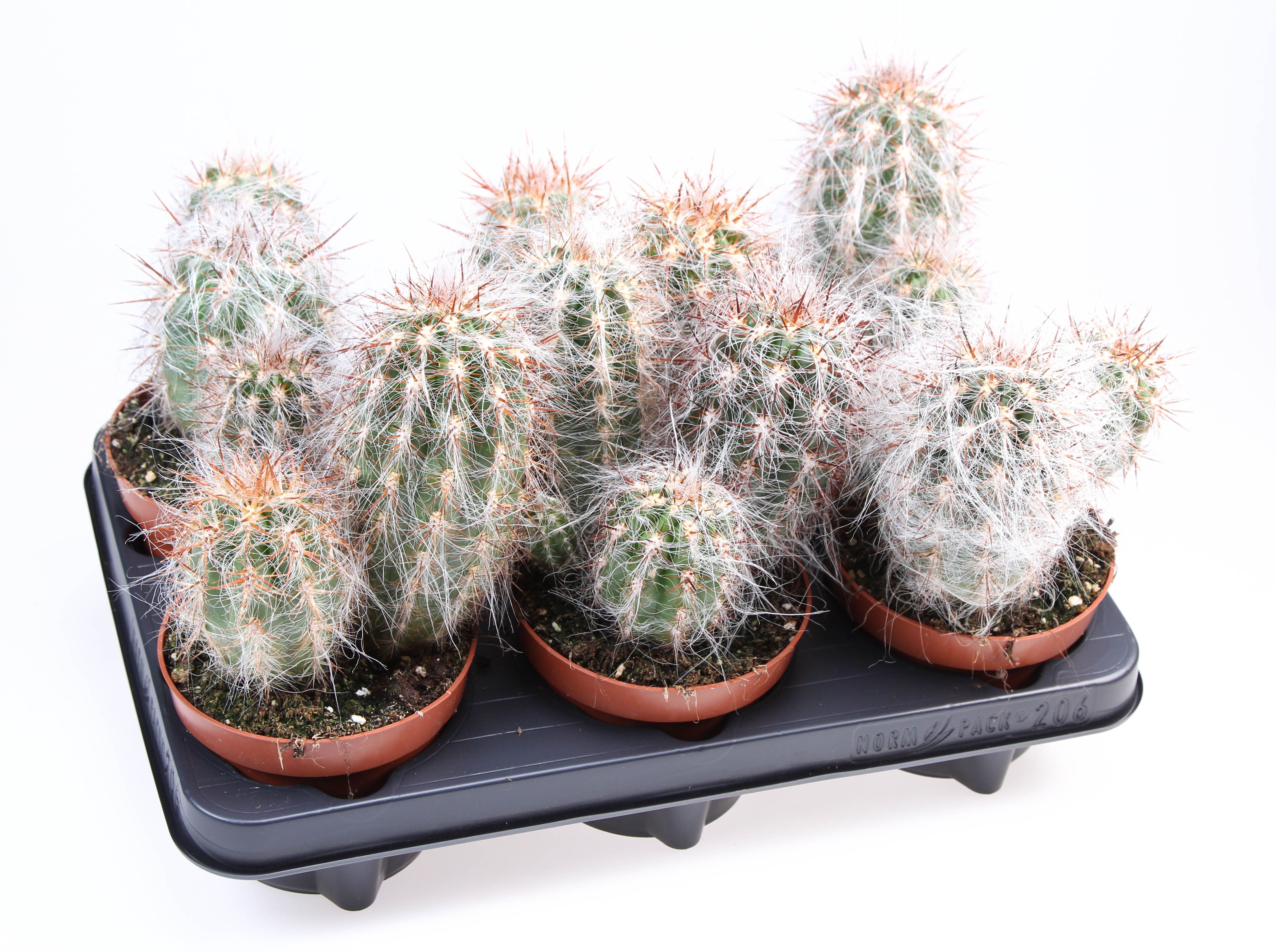 Oreocereus celsianus, D 12