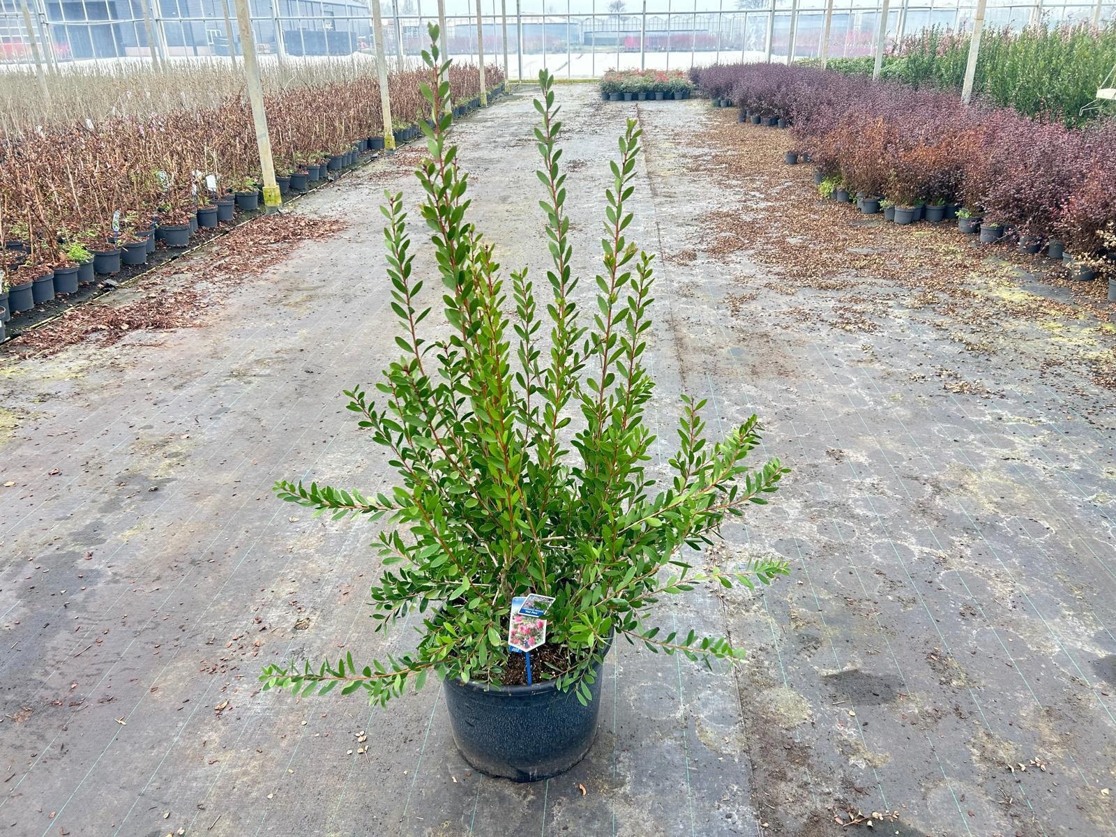 Callistemon viminalis HOT PINK ('Kko1'PBR), D 40