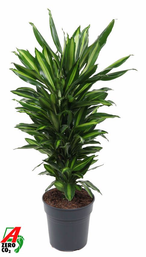 Dracaena Cintho vertakt P24, D 24
