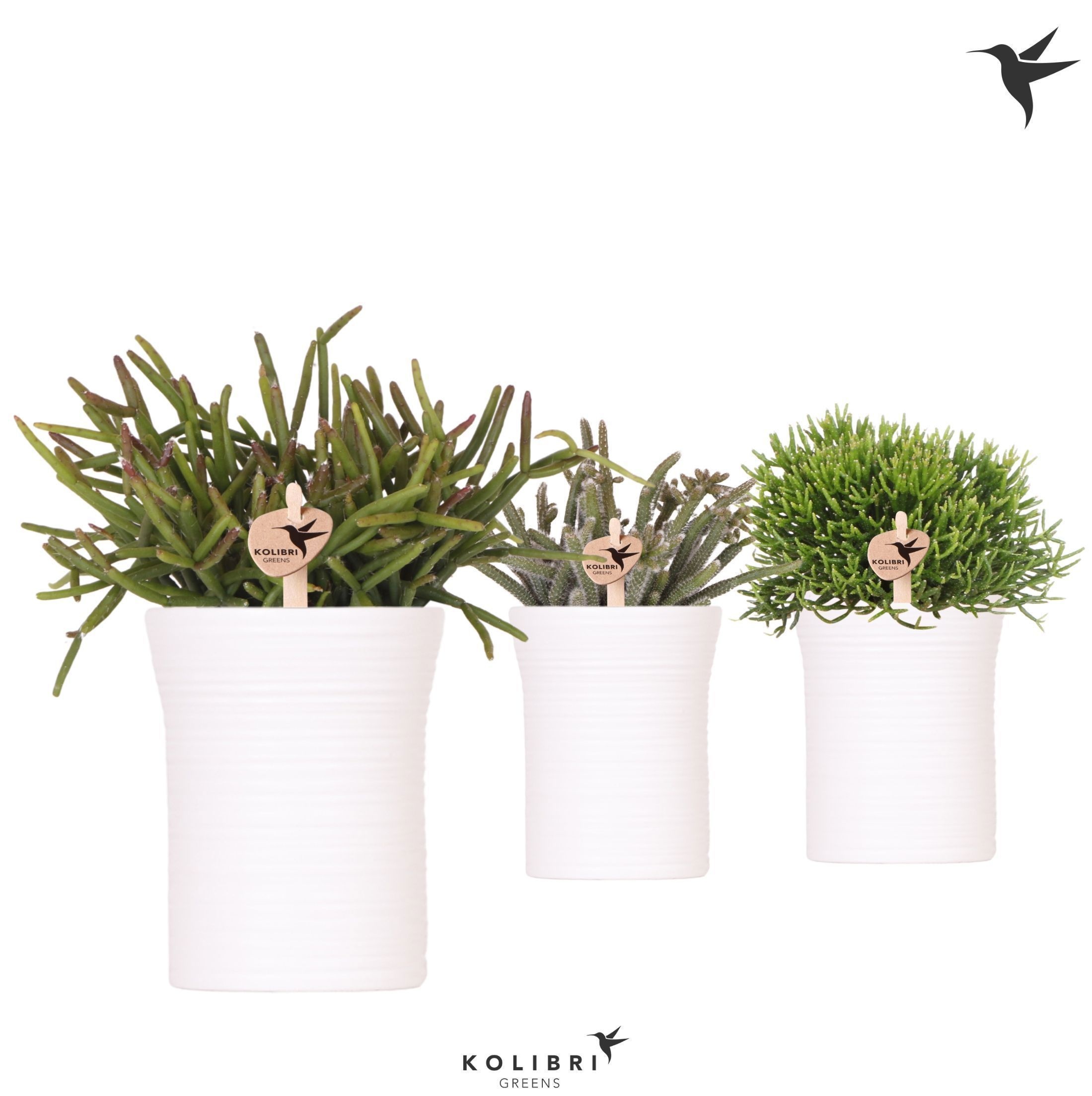 Kolibri Greens Rhipsalis mix in Furrow pot white, D 9