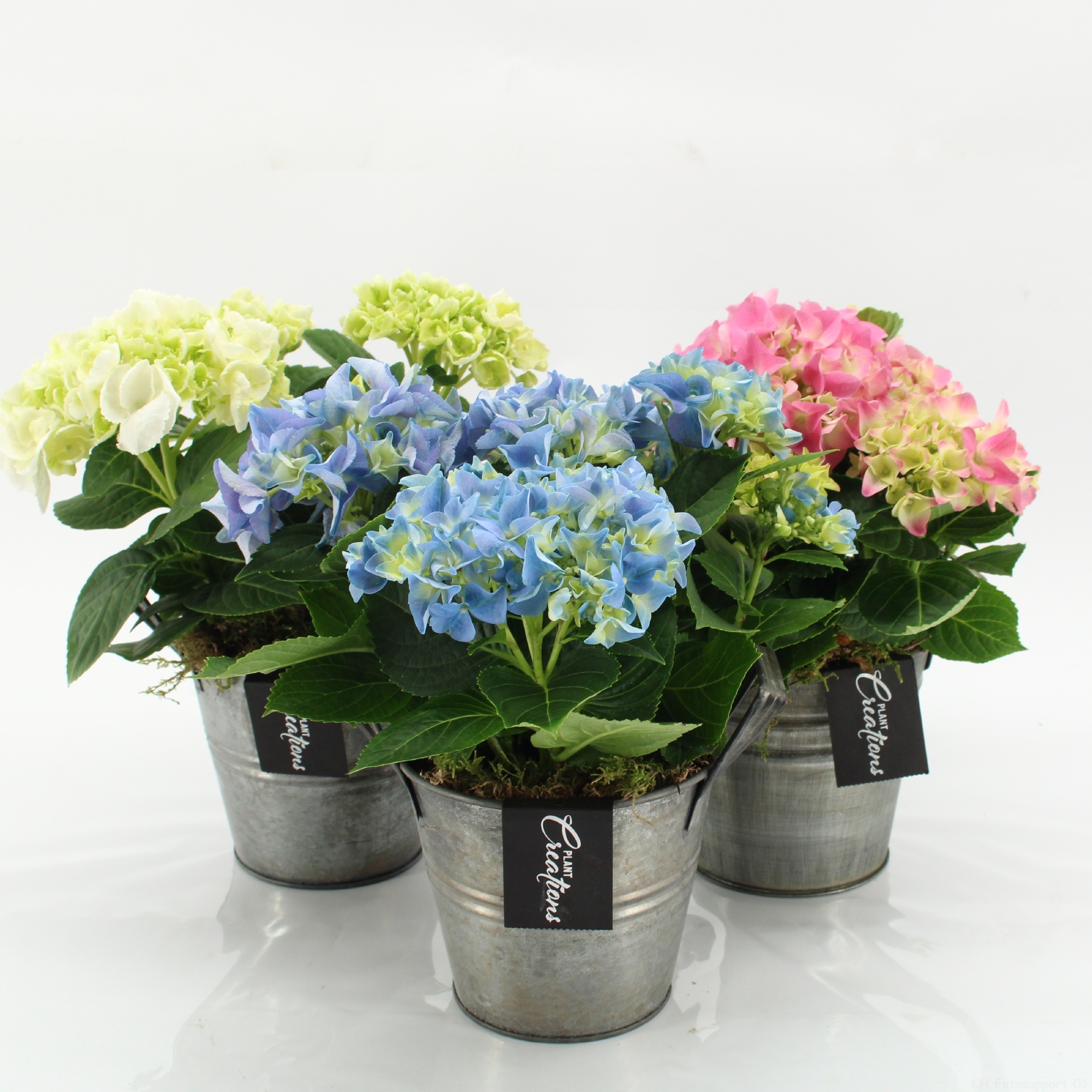 KHCR-2613M Hydrangea creations, D 14