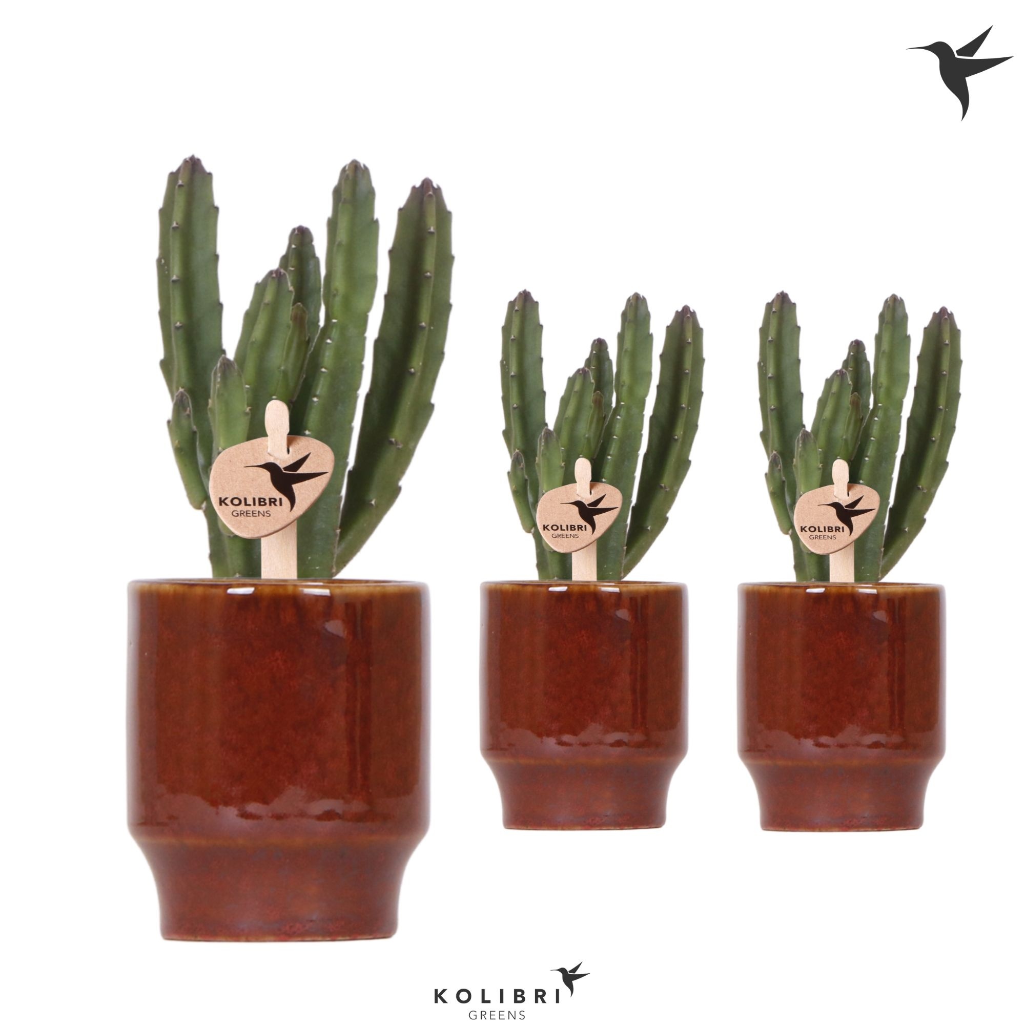 Kolibri Greens Stapelia Leendertziae in Classy pot red, D 6