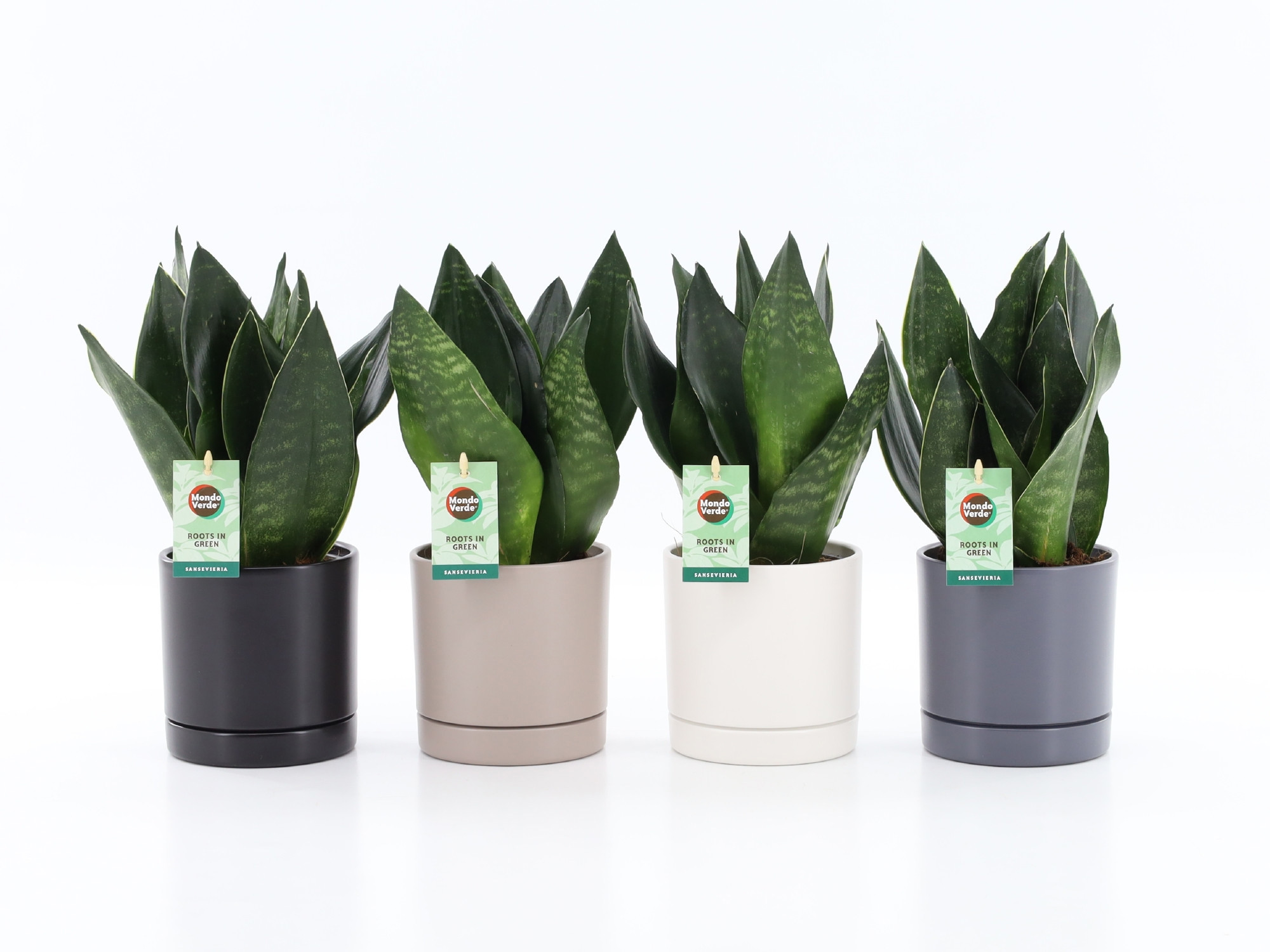Sansevieria Black Diamond in Hainan keramiek 4 kleuren, D 13