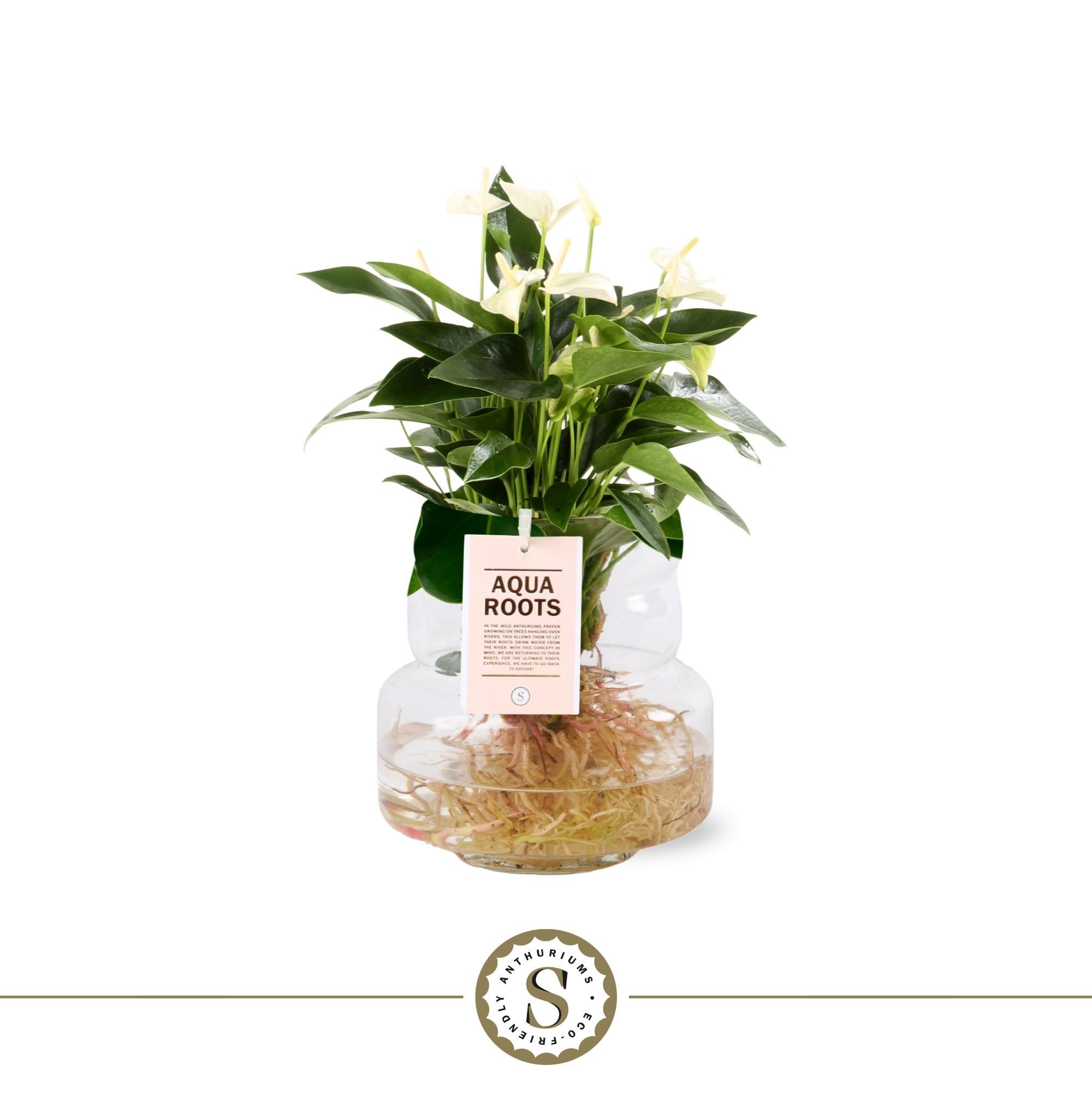 Aqua Roots Torino glas White, D 12