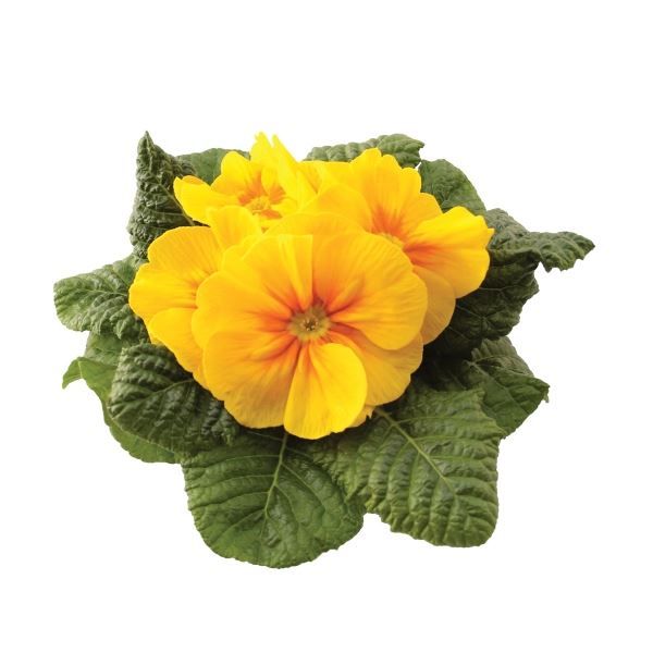 Primula acaulis Rambo Mid Yellow Gold, D 11