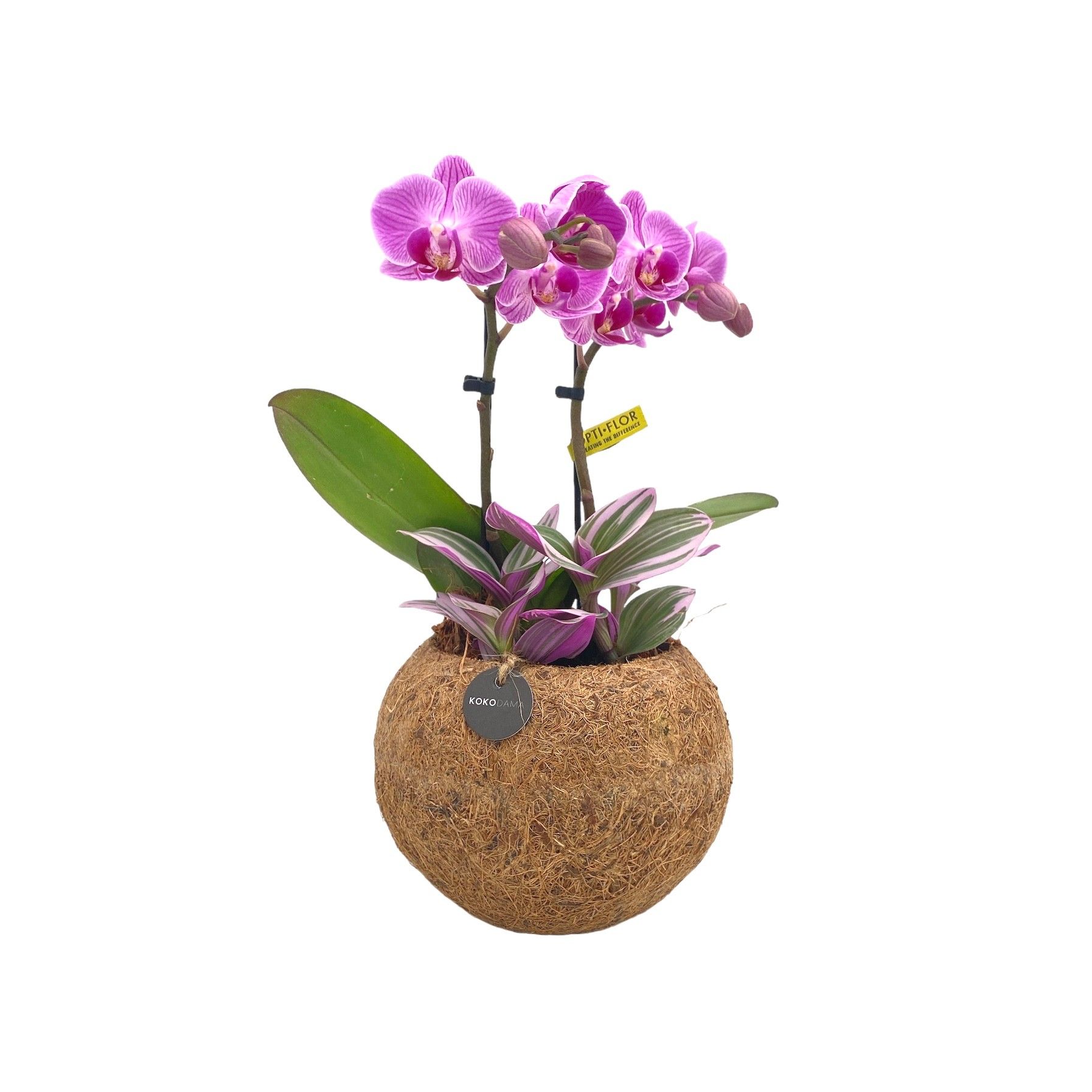 Kokodama 15 cm Orchid 2 Tak Tradescantia mix, D 15