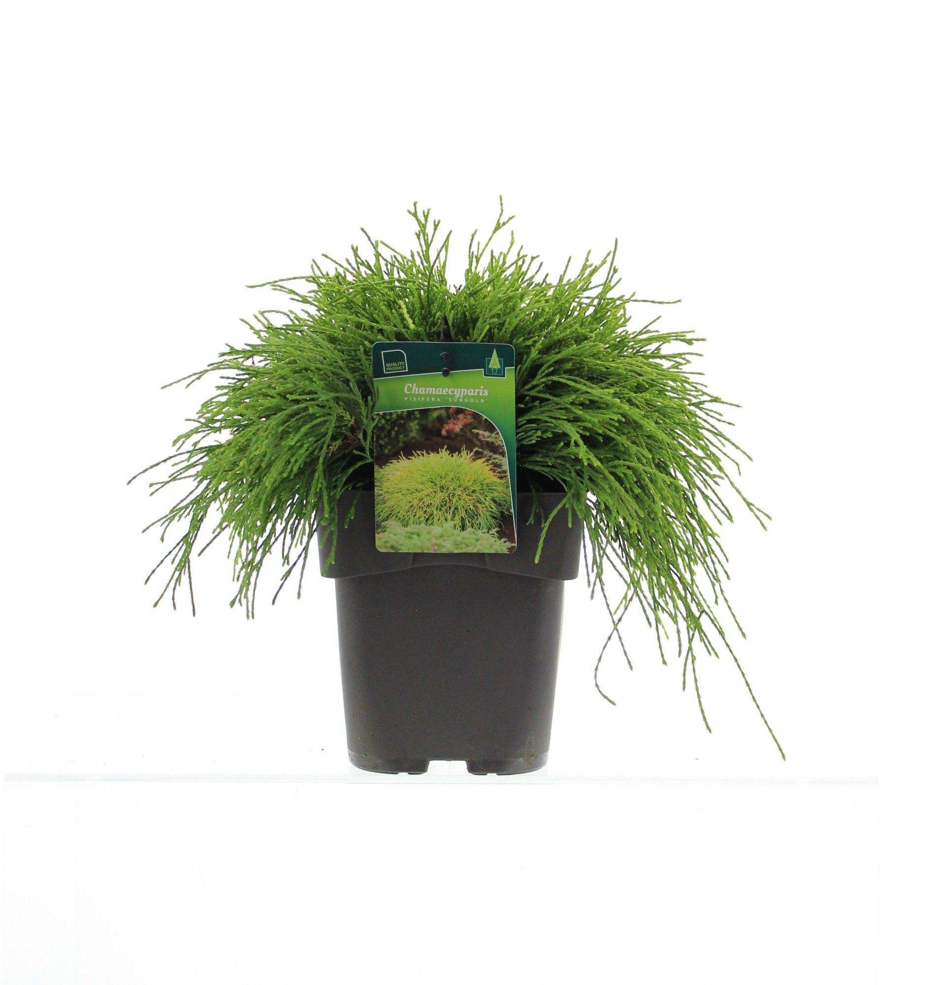 Chamaecyparis pisifera 'Sungold', D 19