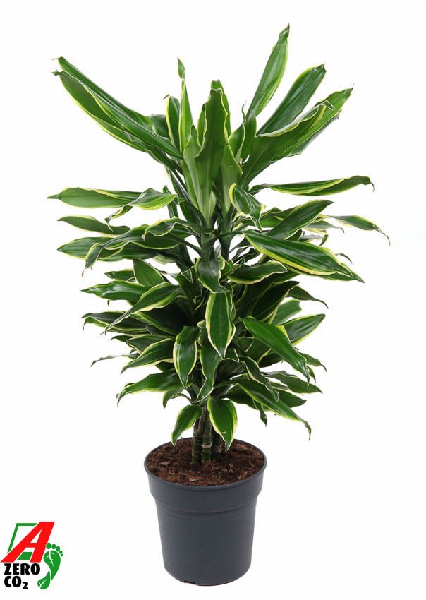 Dracaena Gold Coast vertakt P21, D 21