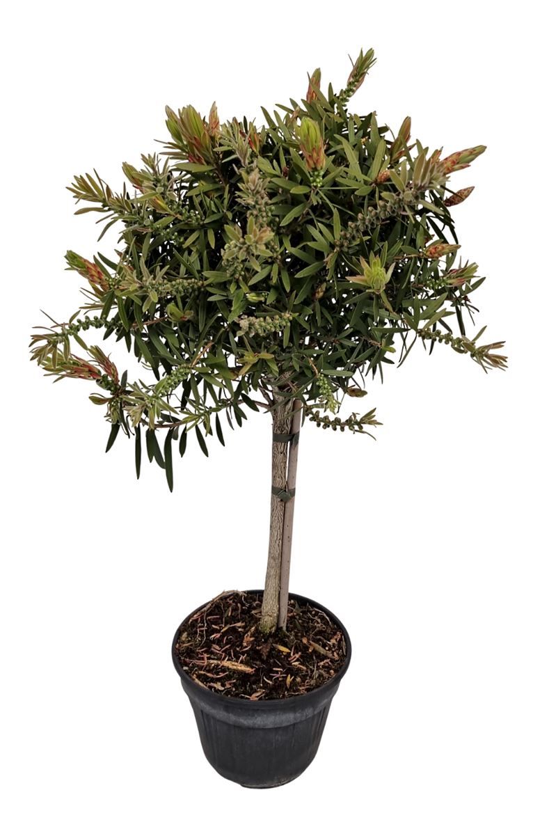 Callistemon Captain Cook Stem, D 18