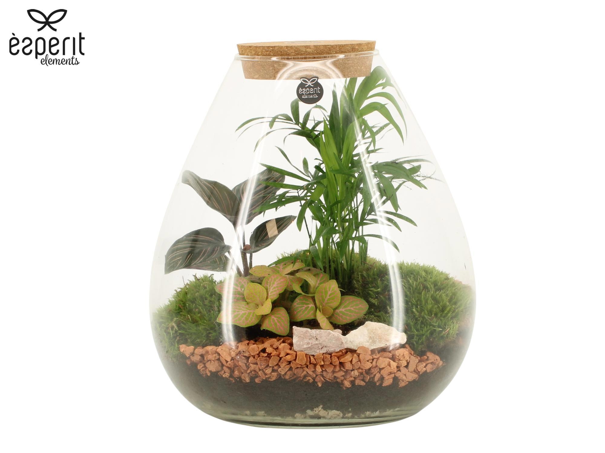 90806: Terrarium arrangement, D 26