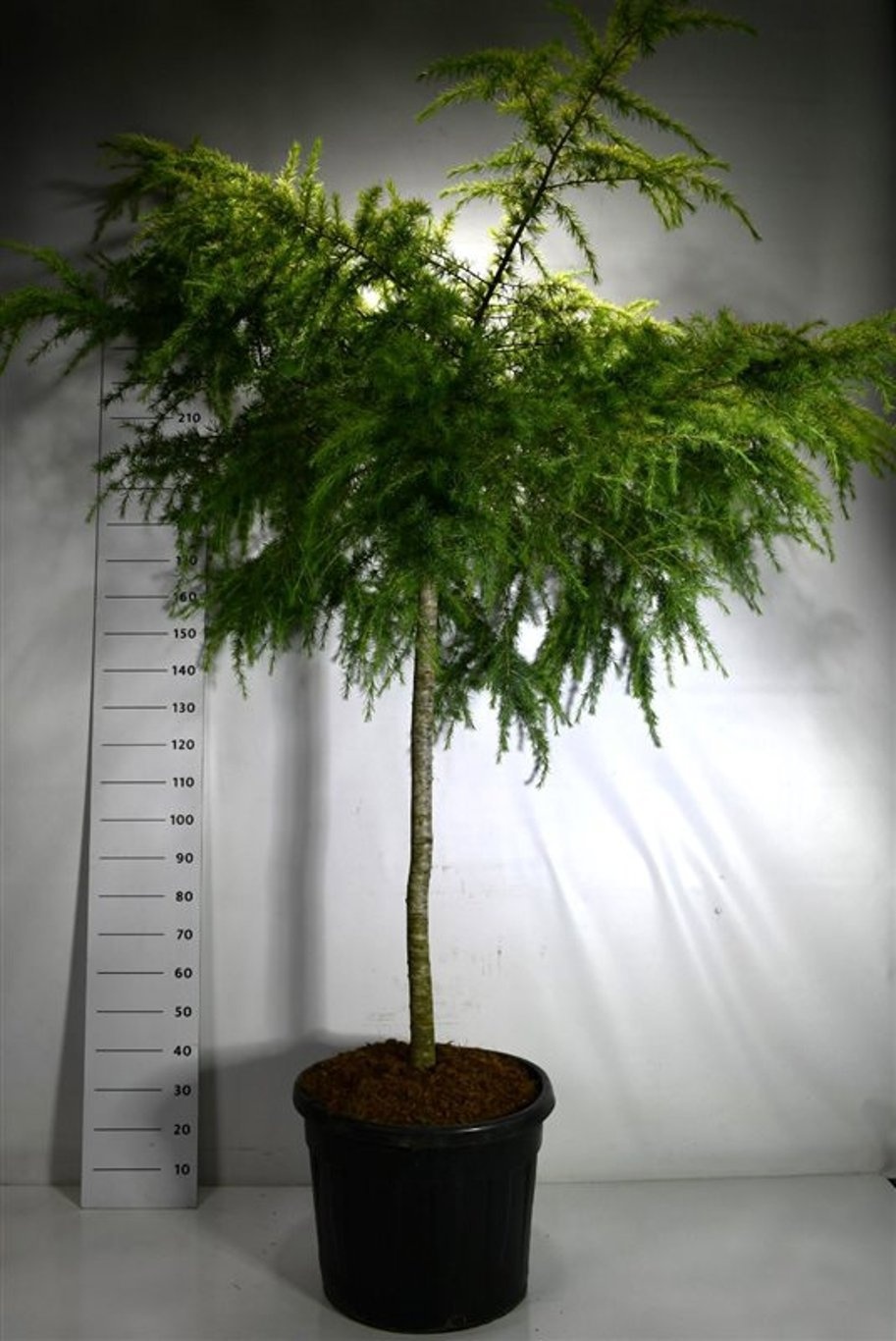 Cedrus deod. 'Golden Horizon', D 65