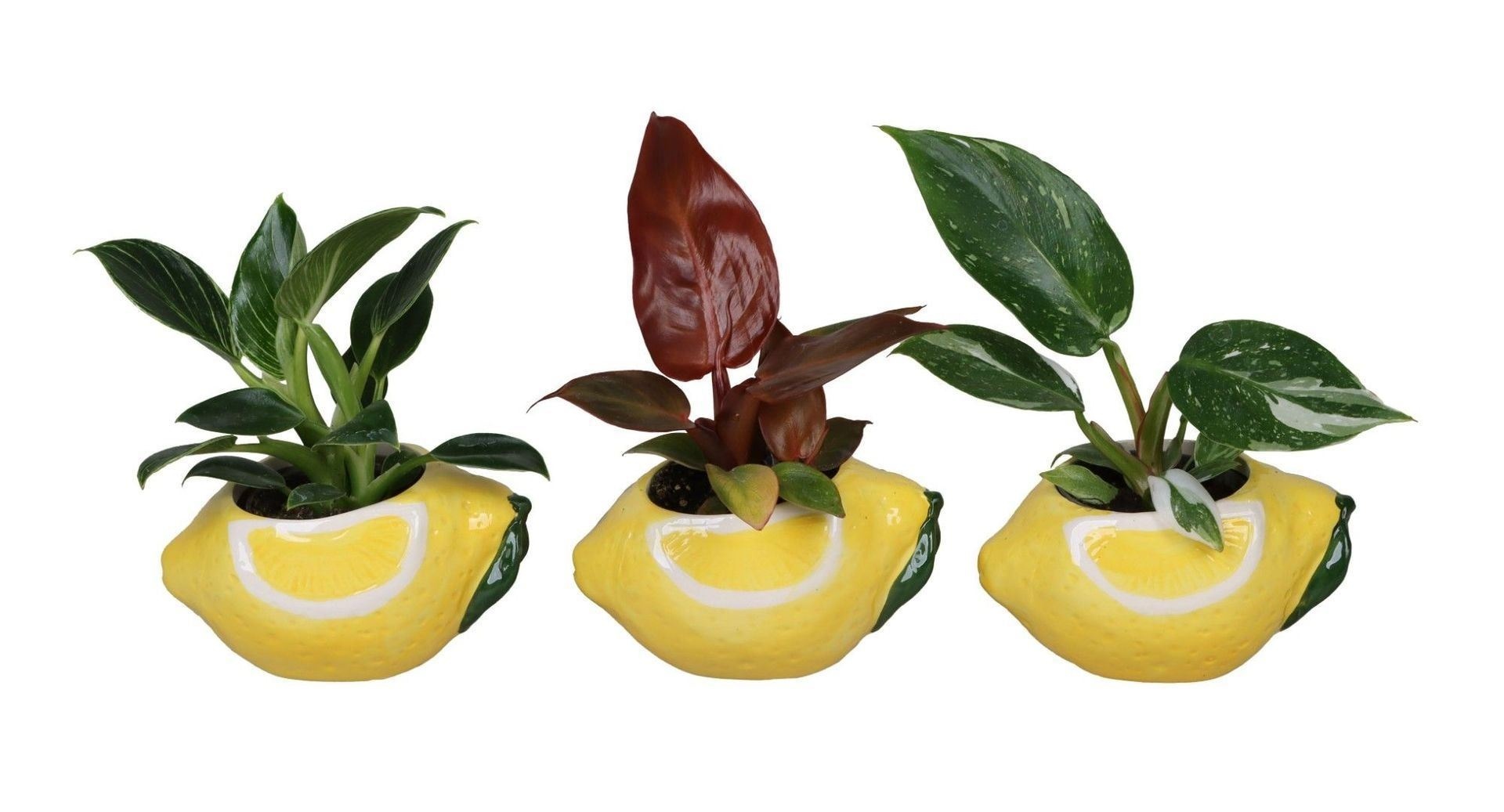 L 66696 with Philodendron Mix 6 cm, D 6