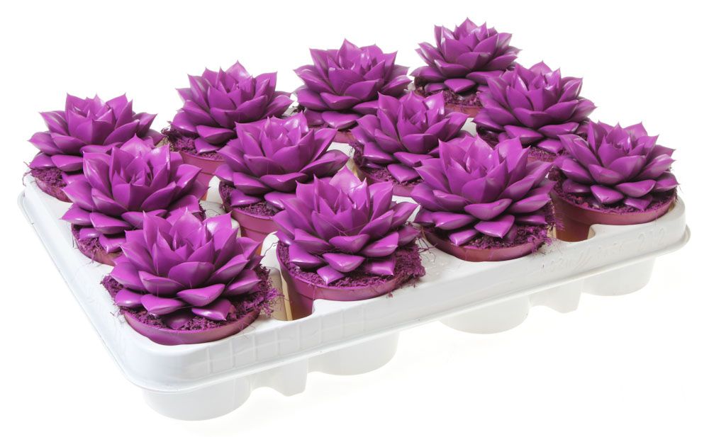 Rainbow purper purple 512, D 8,5