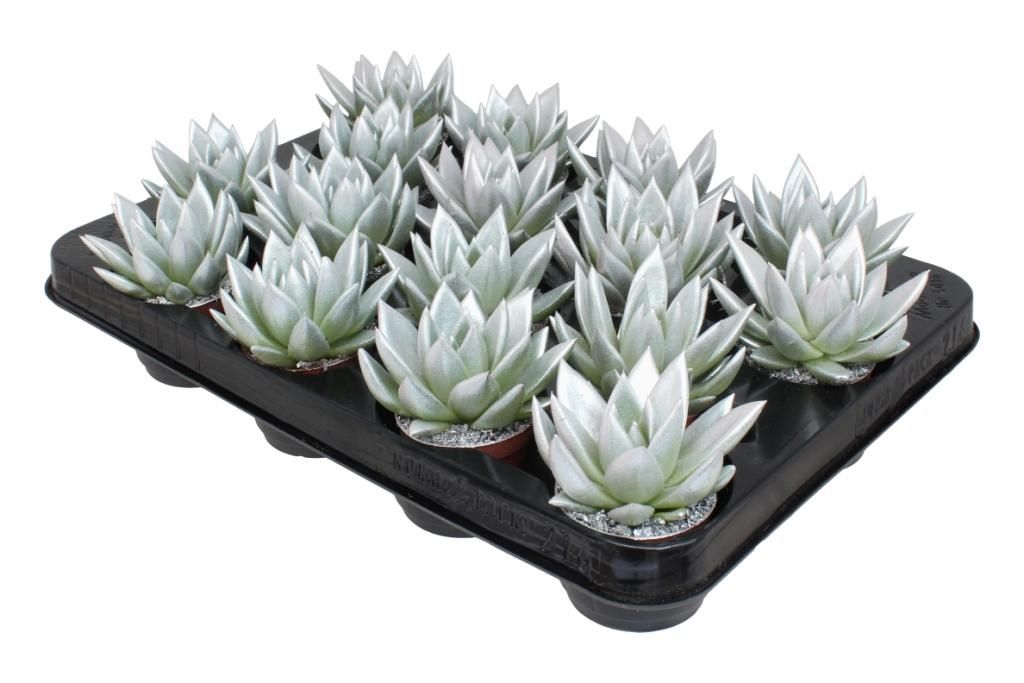 Miranda coloured metal free silver, D 6