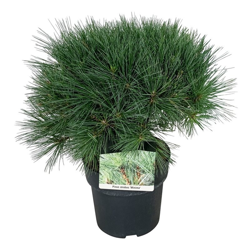 Pinus strobus 'Minima', D 21