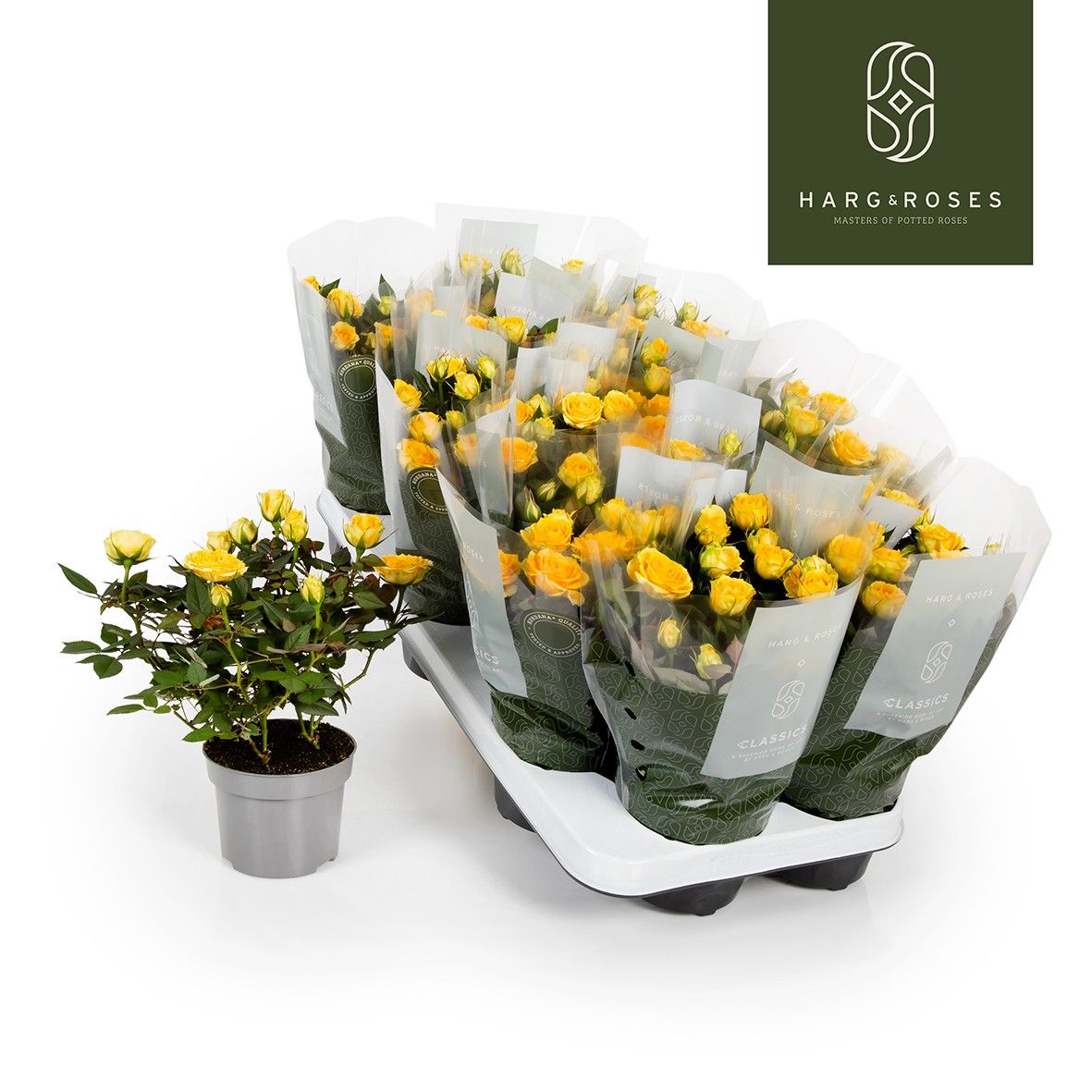 Rosa Kordana Limbo (Geel), D 10,5