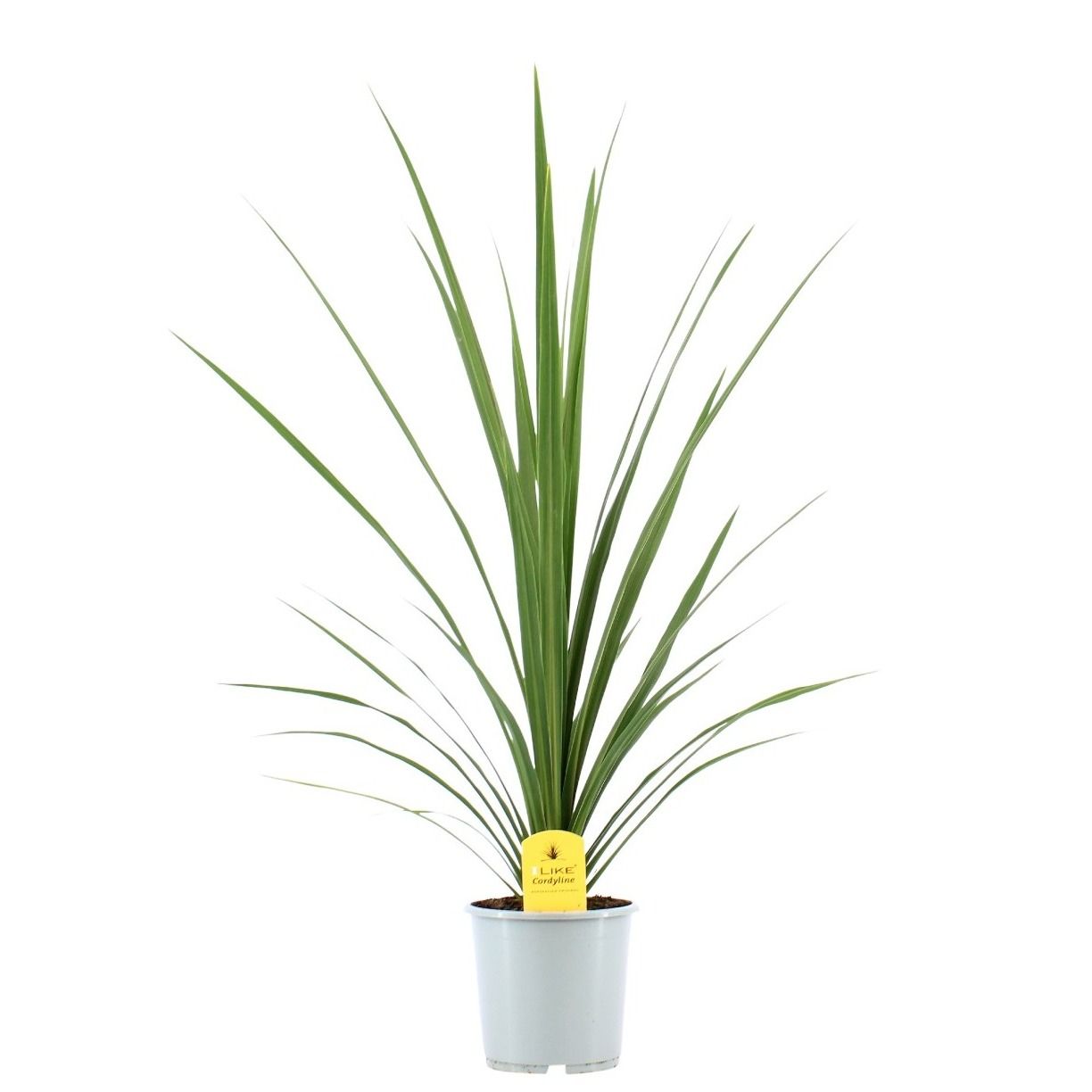 Cordyline Australis Verde / Peko - 17cm, D 17