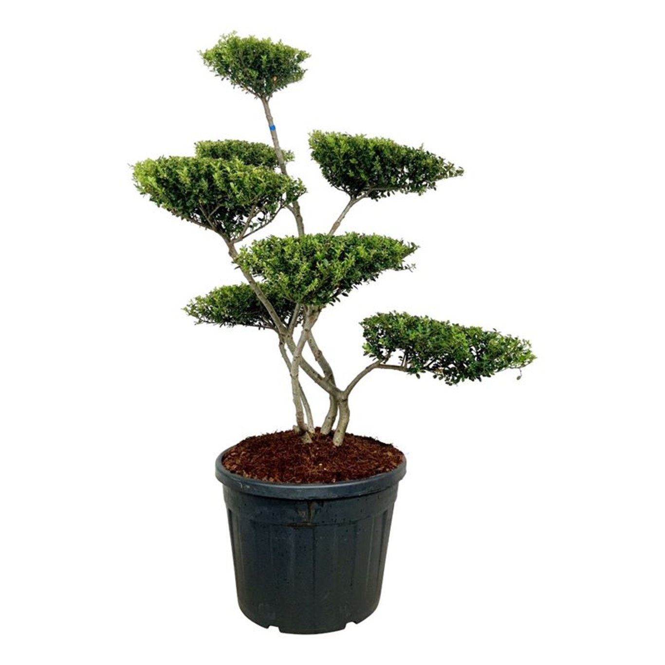 Ilex crenata 'Green Hedge', D 60