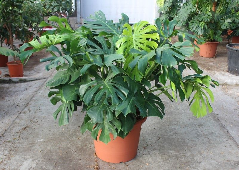 Monstera deliciosa, D 55