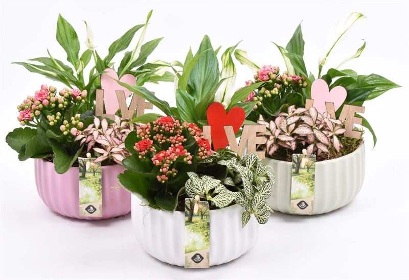 Keramiek schaal kleur mix 16,5cm, D 17