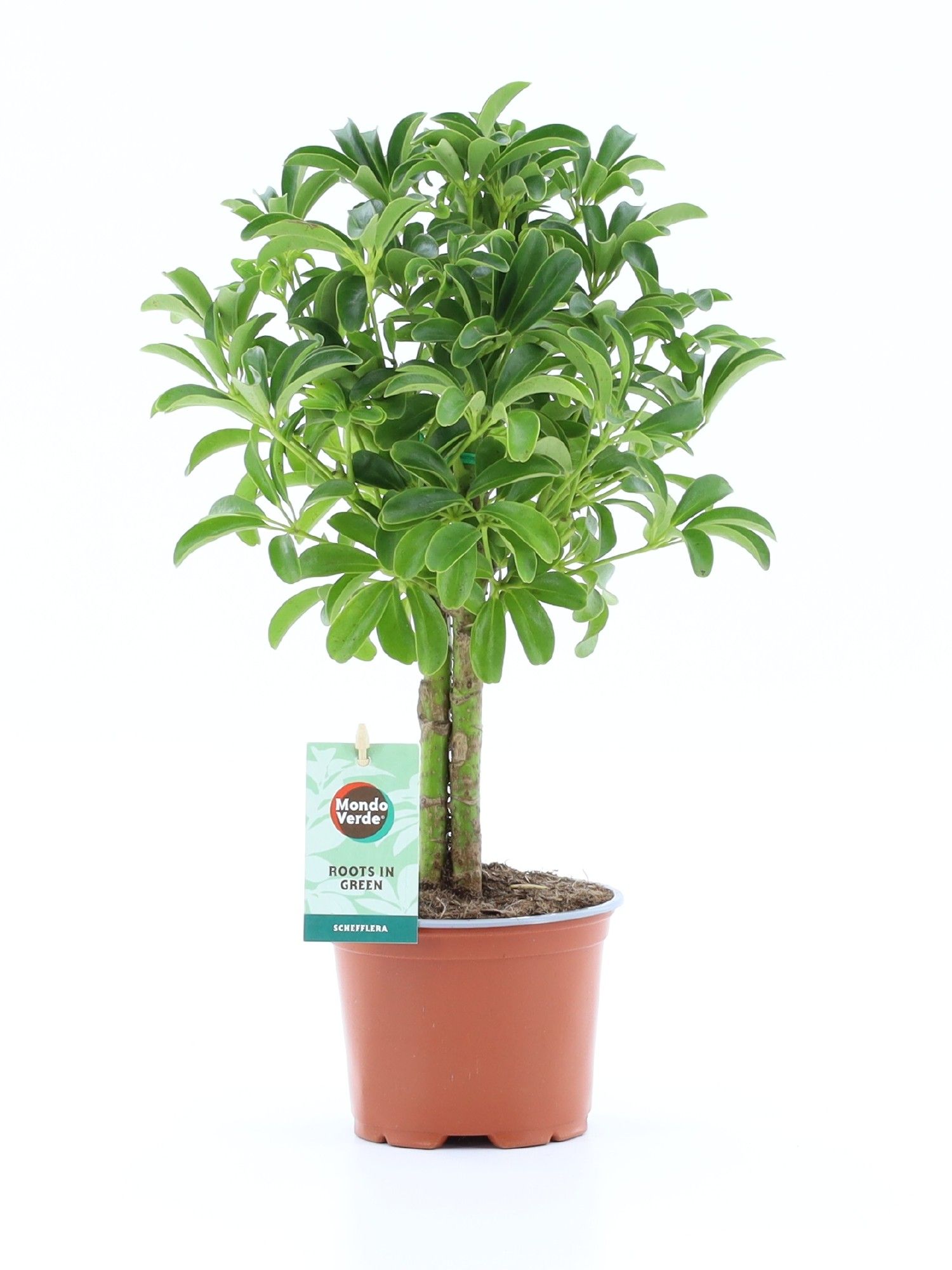 Schefflera Luseana, D 12