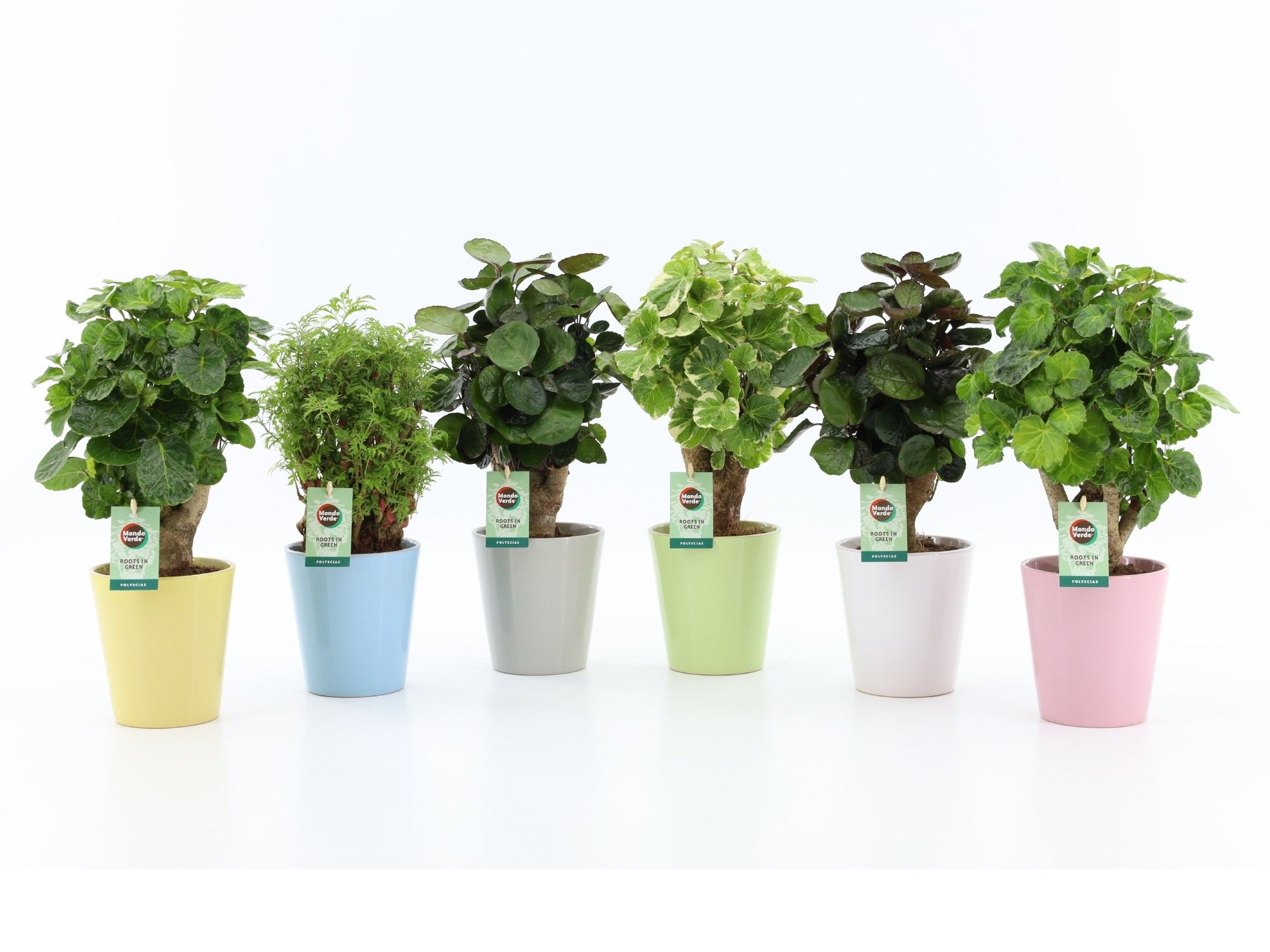 Polyscias Mix 12cm in Pastel keramiek, D 13