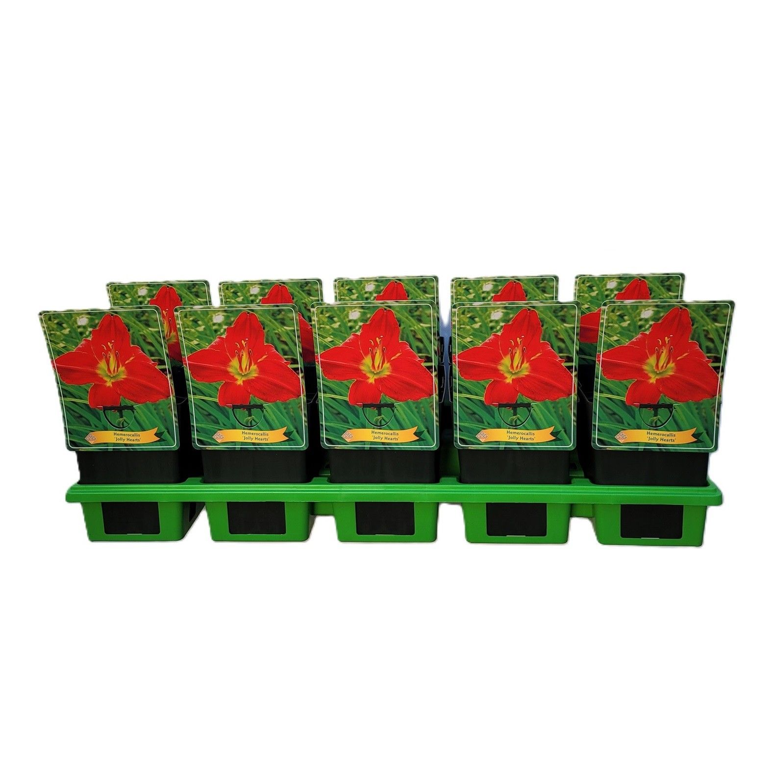 Hemerocallis 'Jolly Hearts' P11, D 11