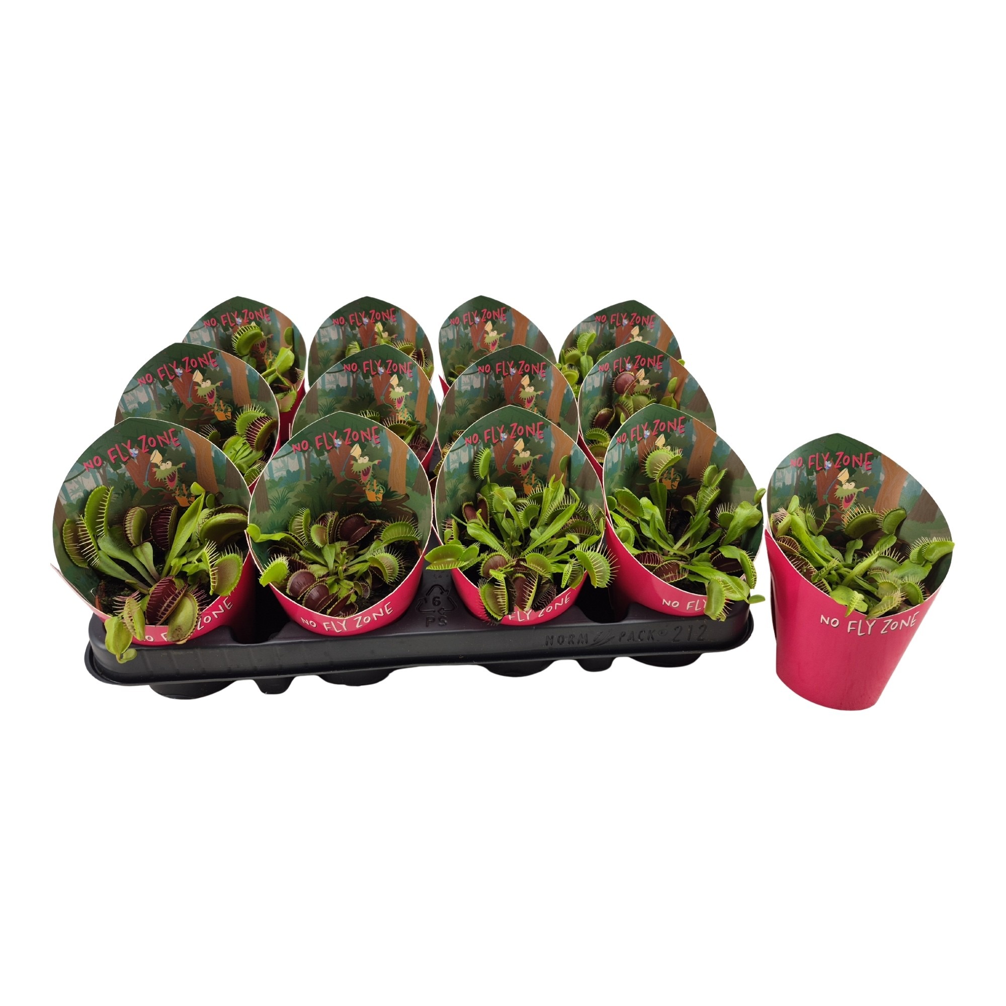 Dionaea muscipula in potcover "No fly zone" concept, D 8,5