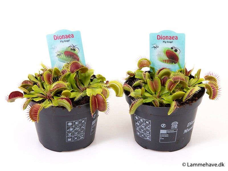 DIONAEA MUSCIPULA, D 12