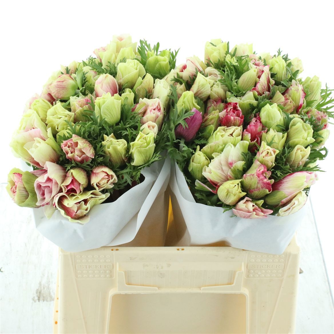 Анемон Мистраль + Тайгер 35 (розово-бел.), шт.