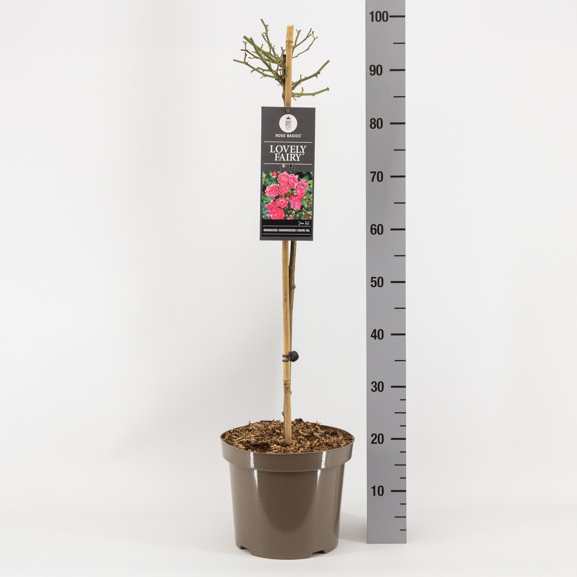 Rosa (P) Lovely Fairy ®, stam 70, C7.5, D 26